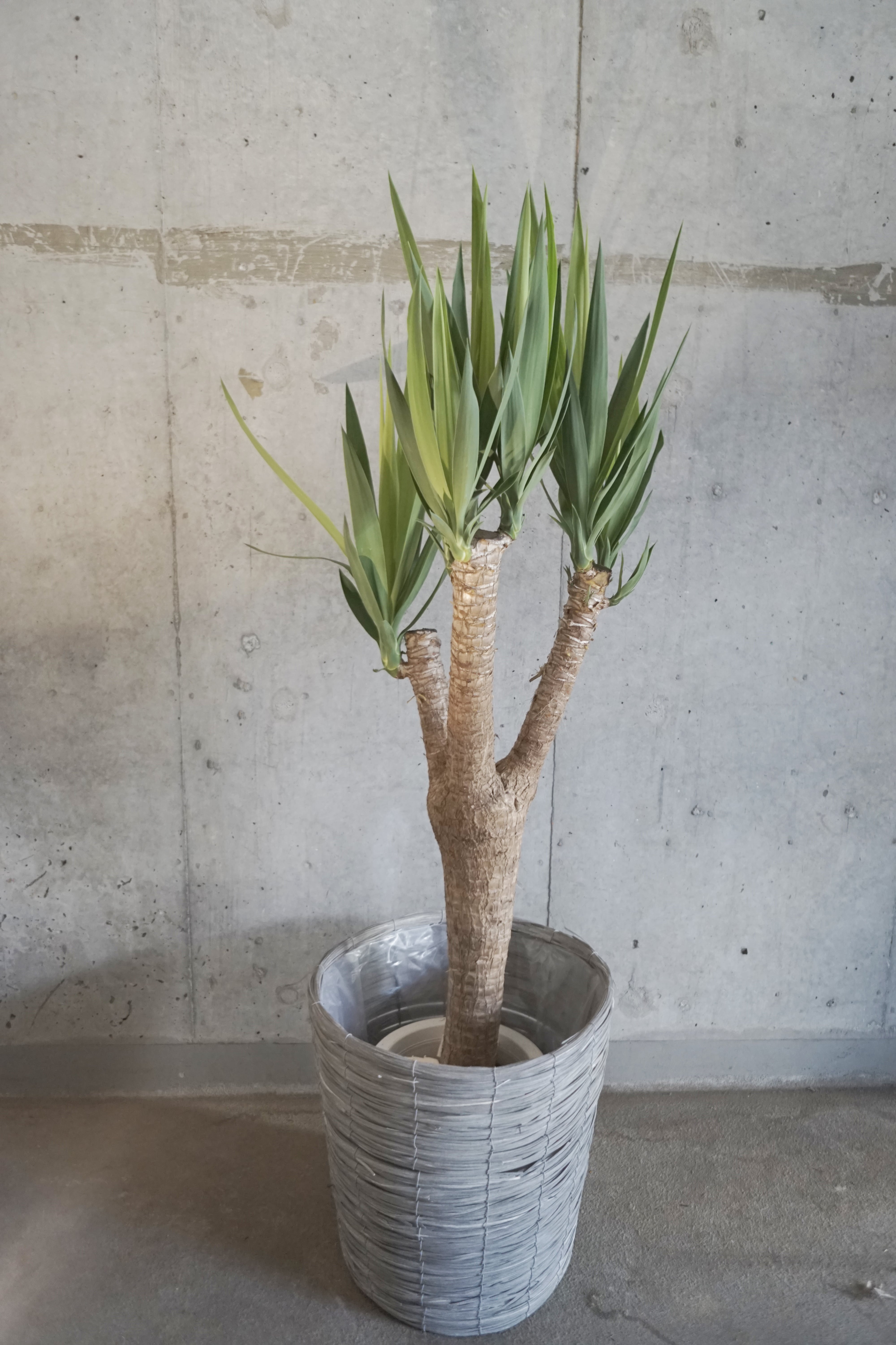 【送料込】観葉植物 ドラセナ系(Sサイズ)