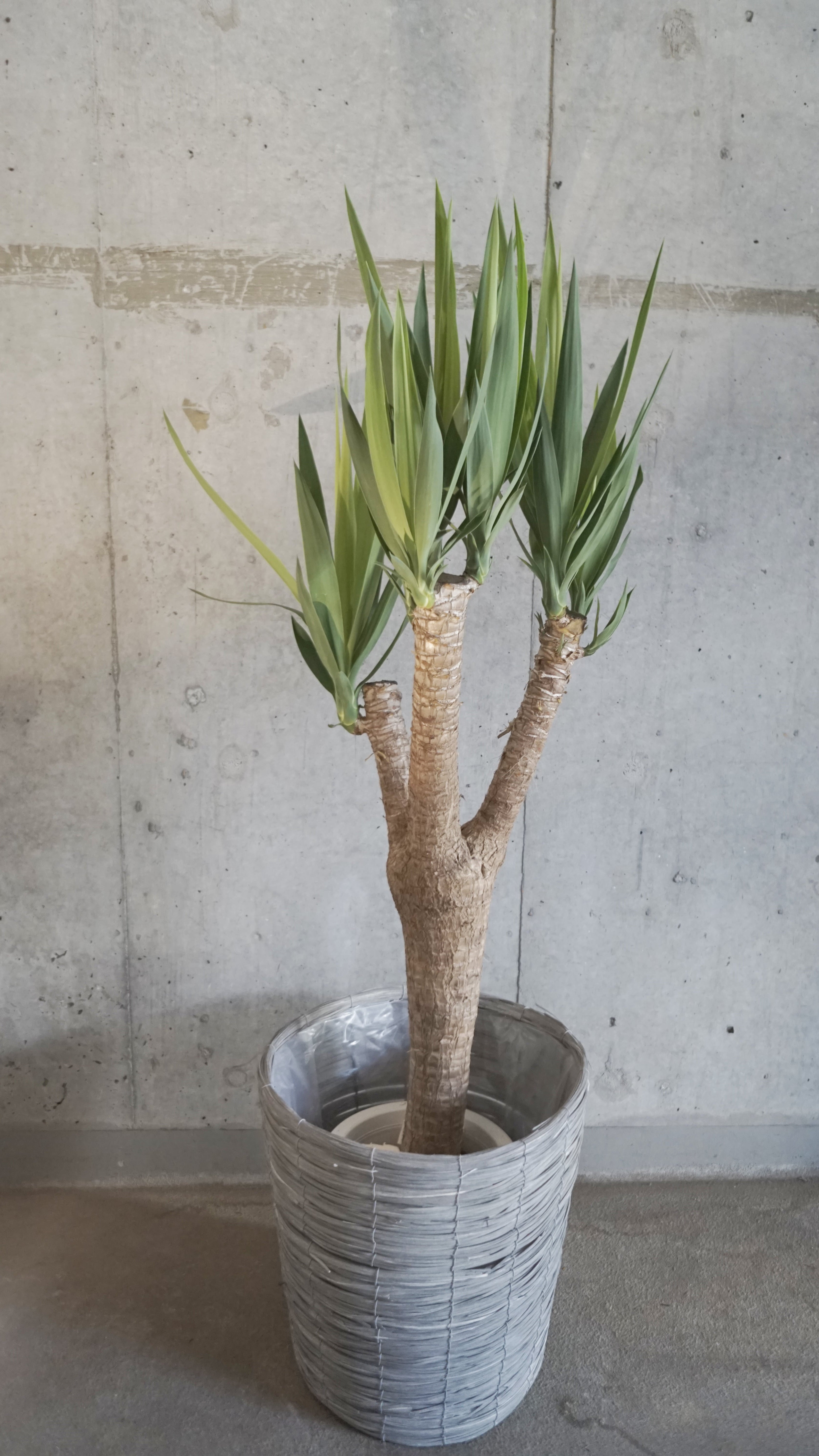 【送料込】観葉植物 ドラセナ系(Sサイズ)