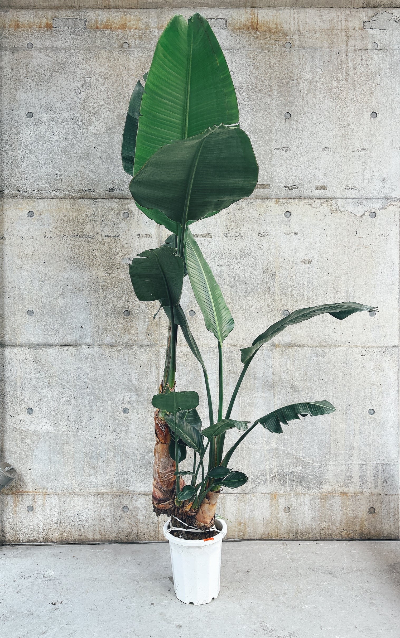 【東京都23区内の方のみ購入可】【送料無料】オーガスタ10号