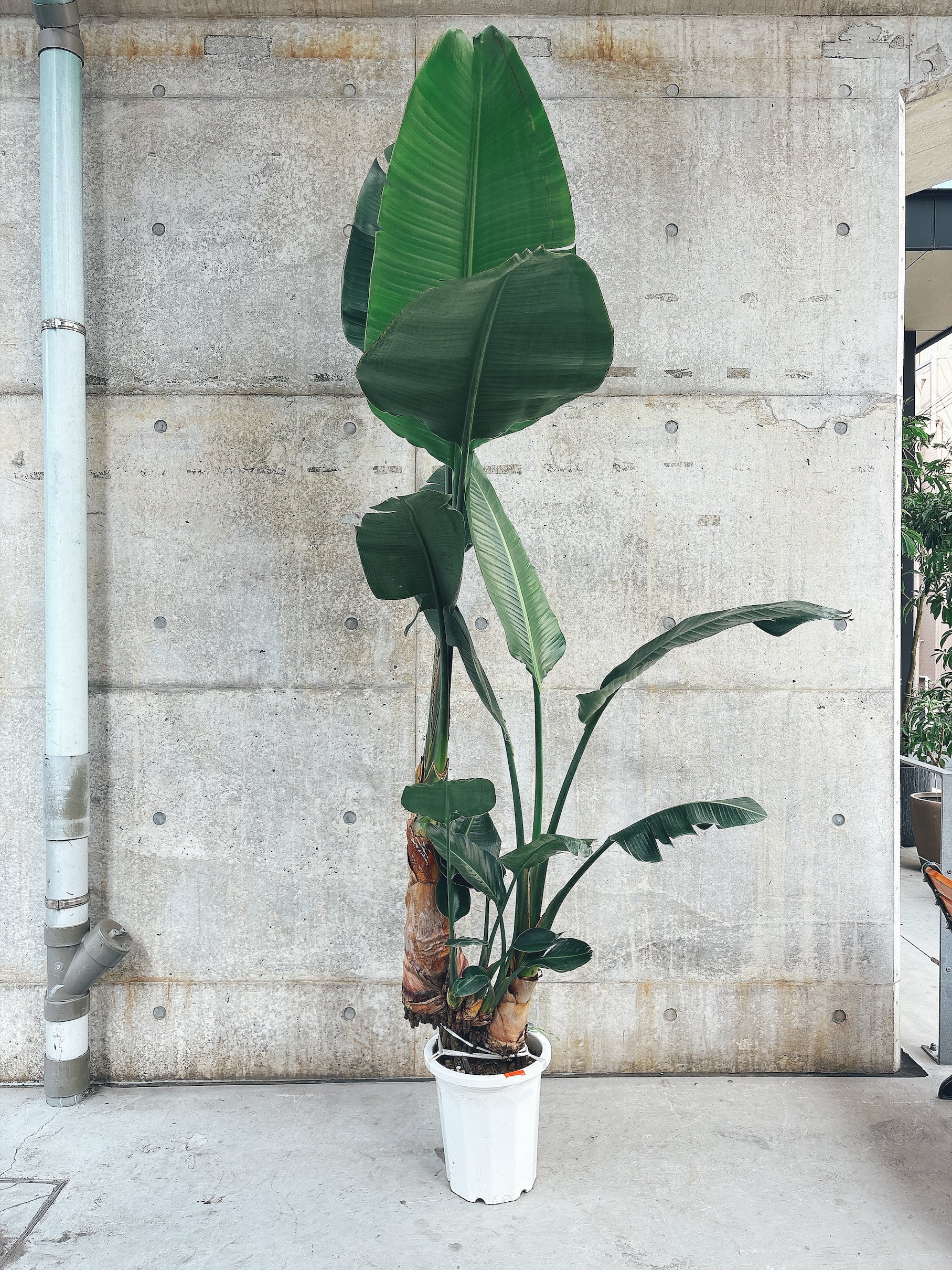 【東京都23区内の方のみ購入可】【送料無料】オーガスタ10号