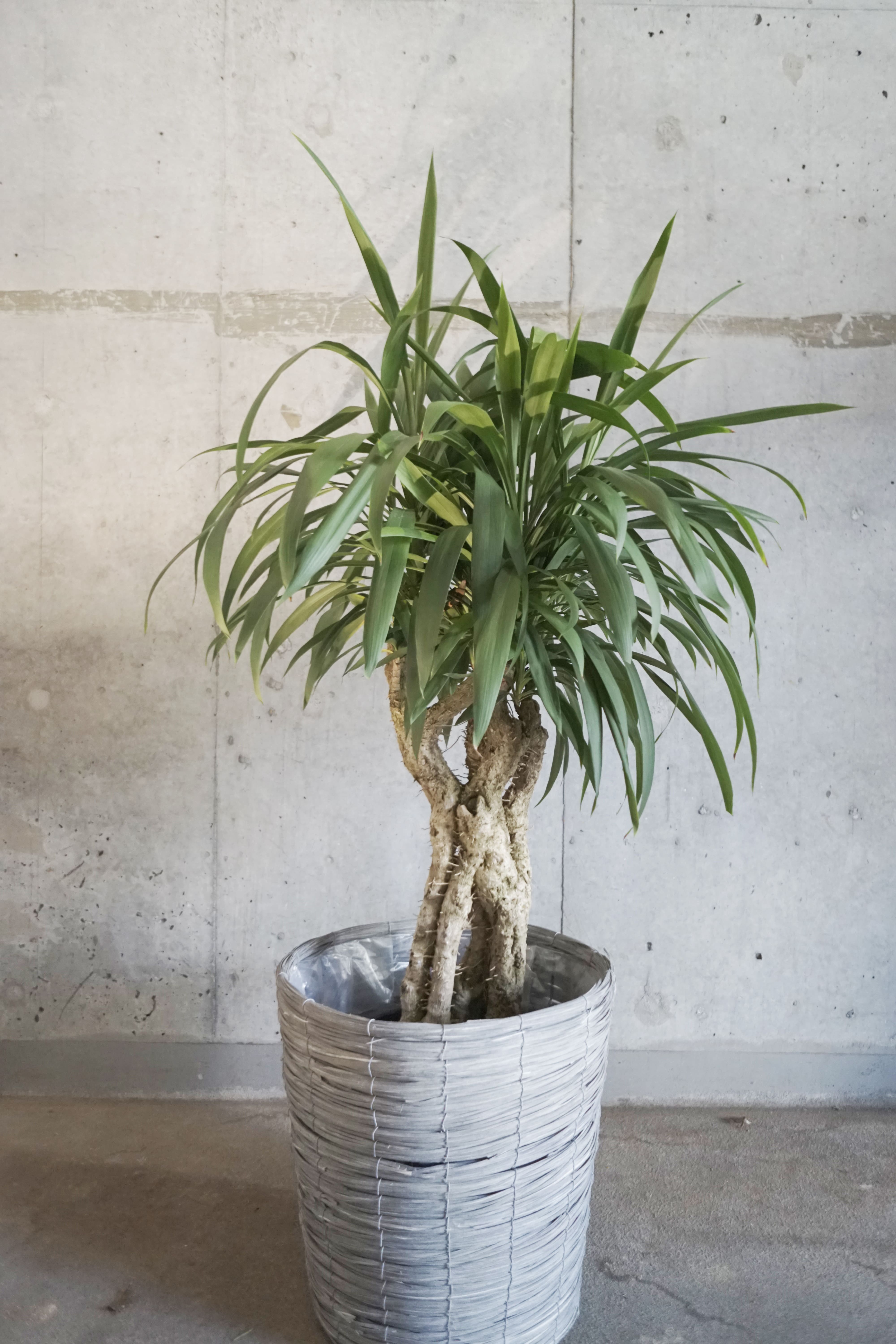 【送料込】観葉植物 ドラセナ系(Mサイズ)