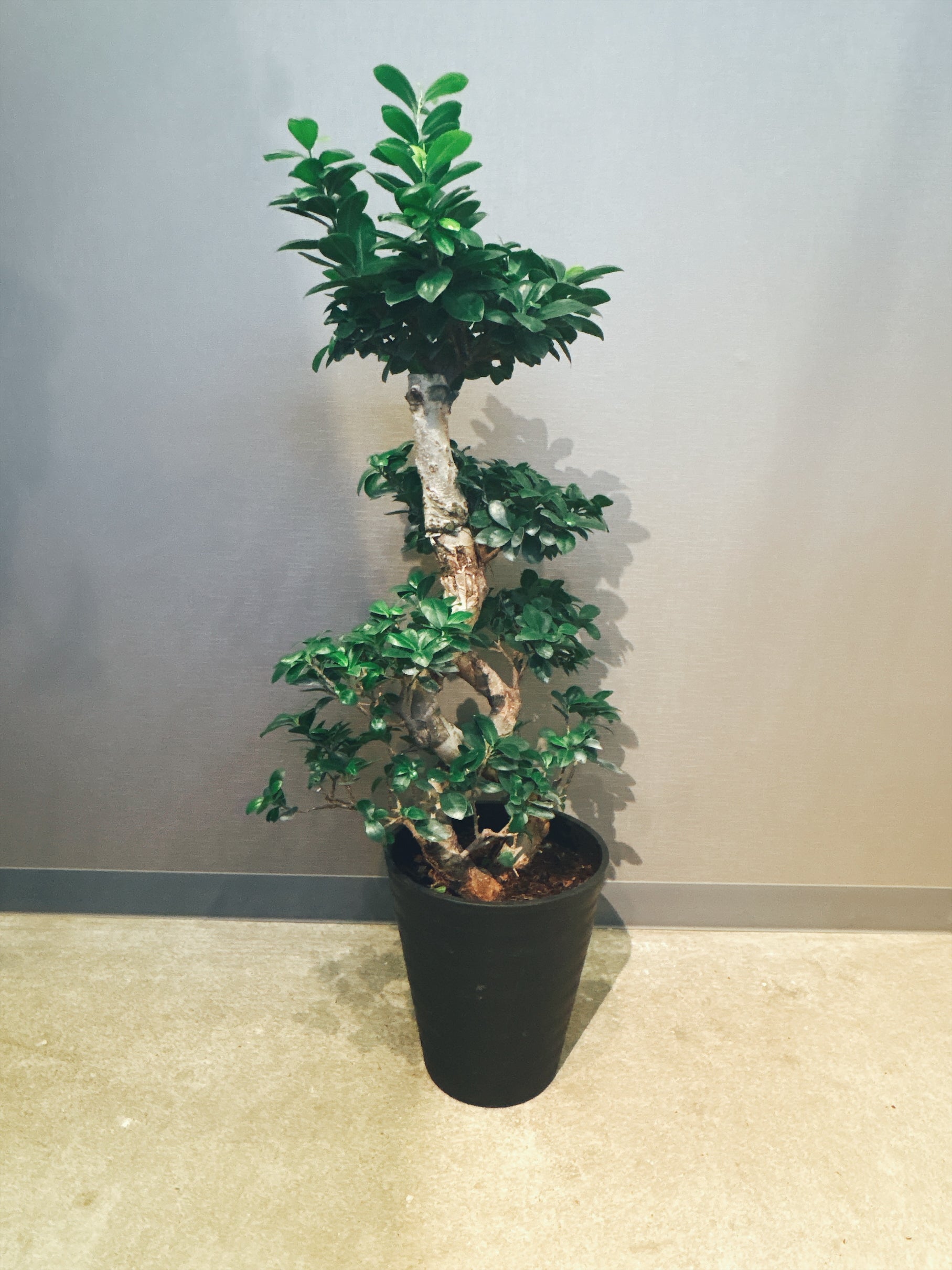 【東京都23区内の方のみ購入可】【送料無料】 パンダガジュマル 8号鉢