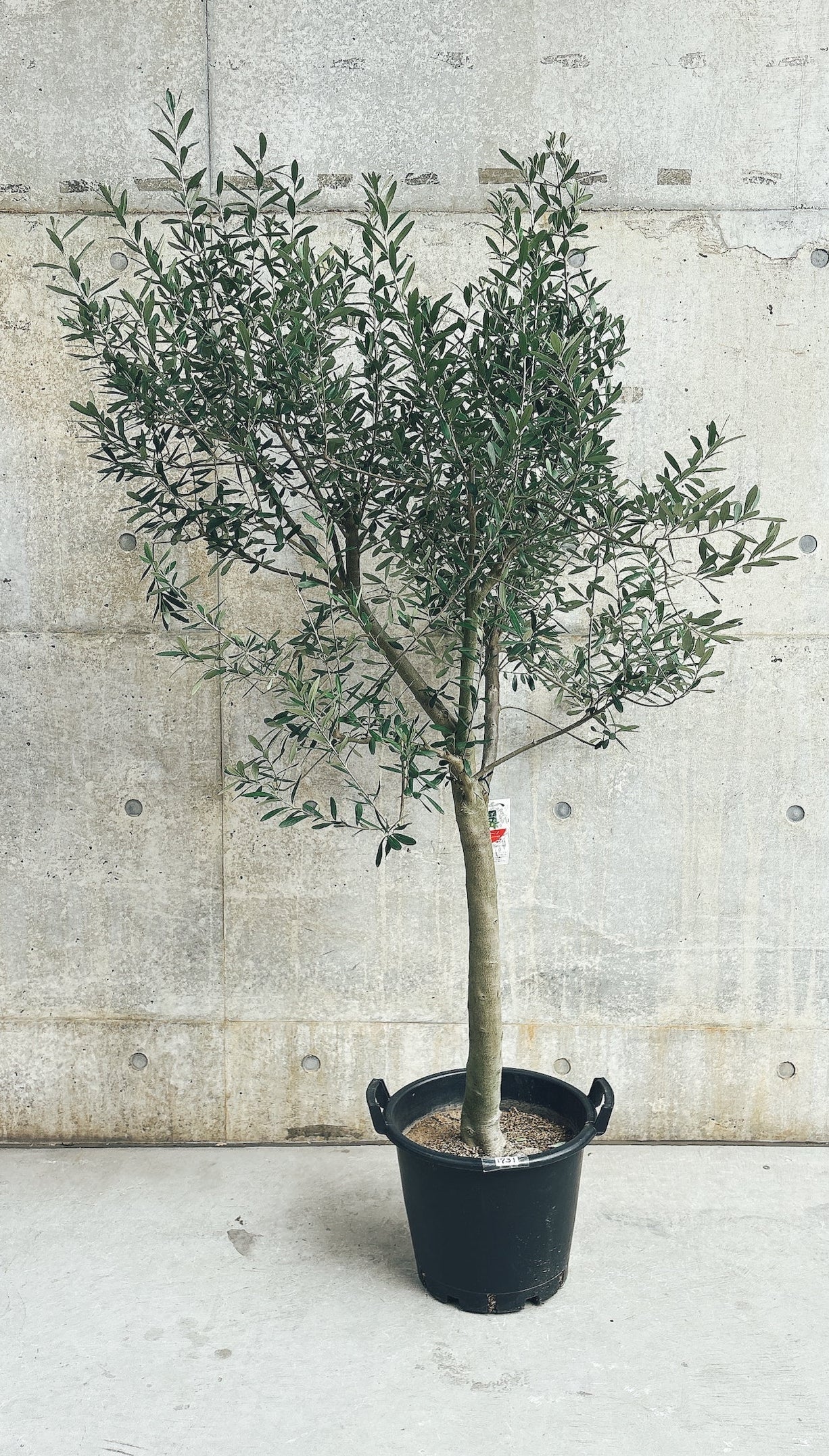 【東京都23区内の方のみ購入可】【送料無料】オリーブ シプレシーノ 10号鉢 A