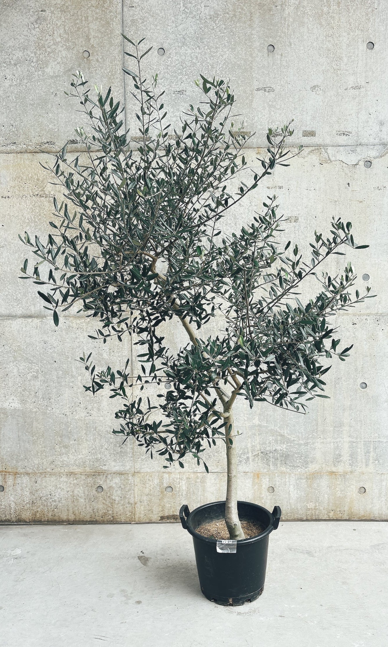 【東京都23区内の方のみ購入可】 【送料無料】オリーブ ルッカ 10号鉢