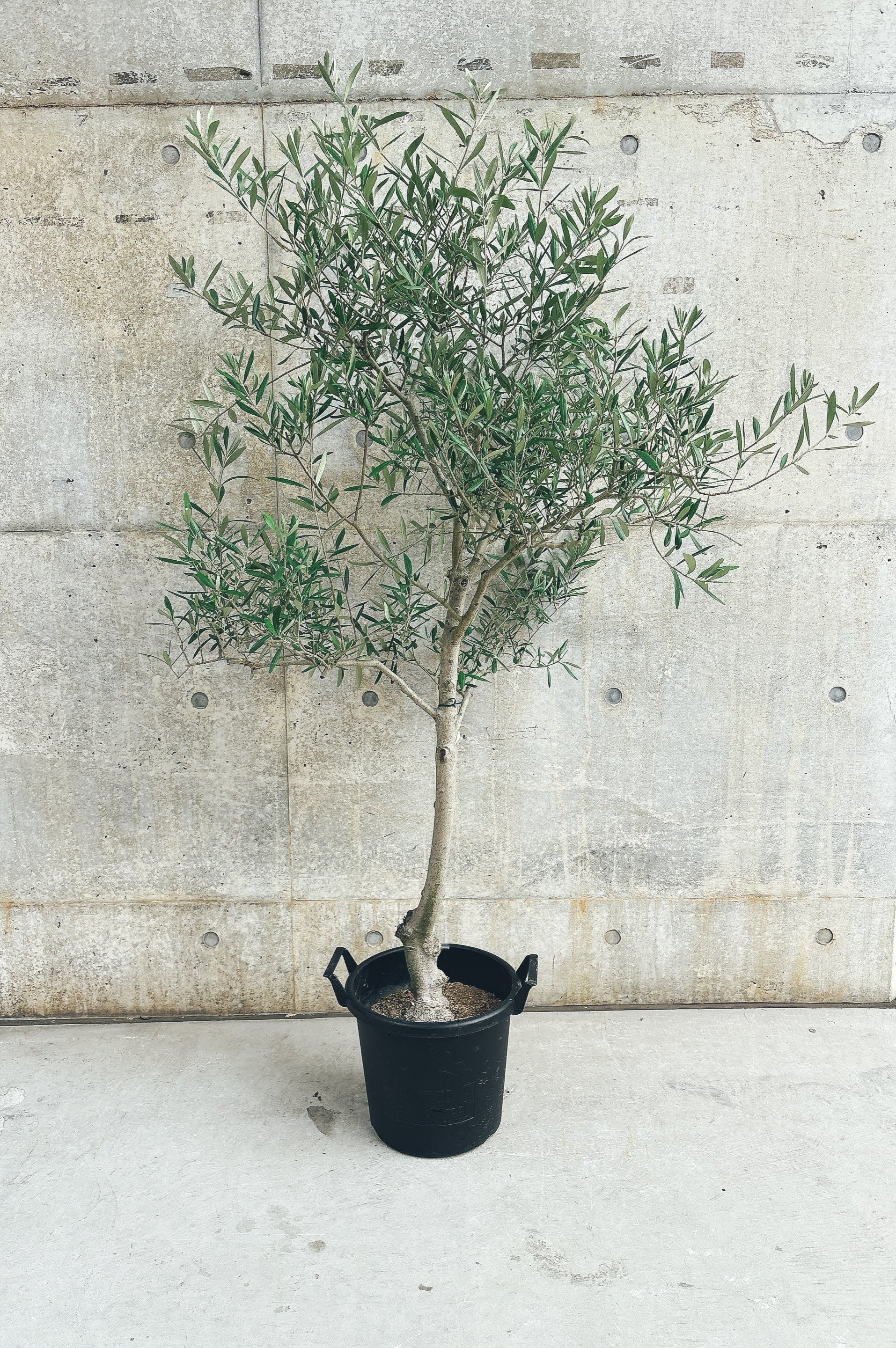 【東京都23区内の方のみ購入可】【送料無料】オリーブ コラチーナ 10号