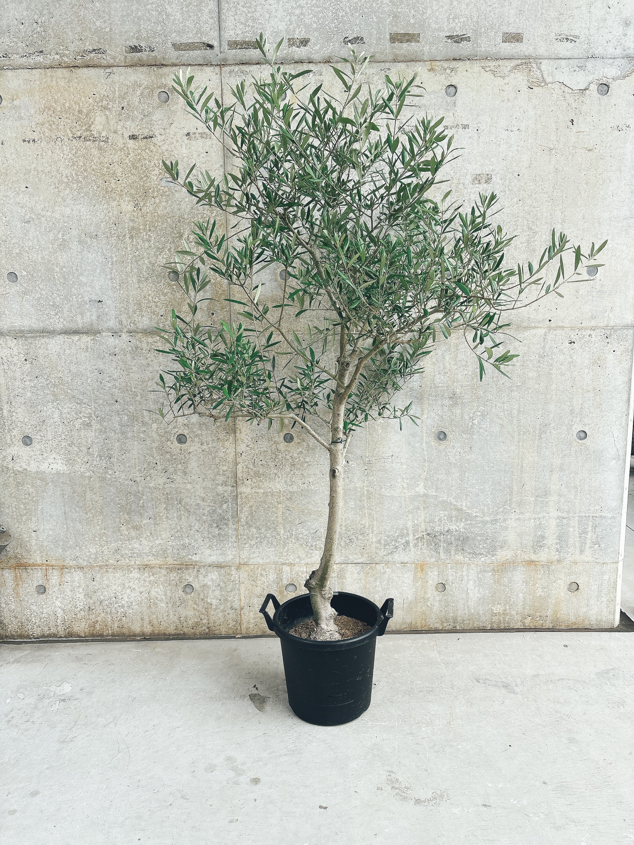 【東京都23区内の方のみ購入可】【送料無料】オリーブ コラチーナ 10号