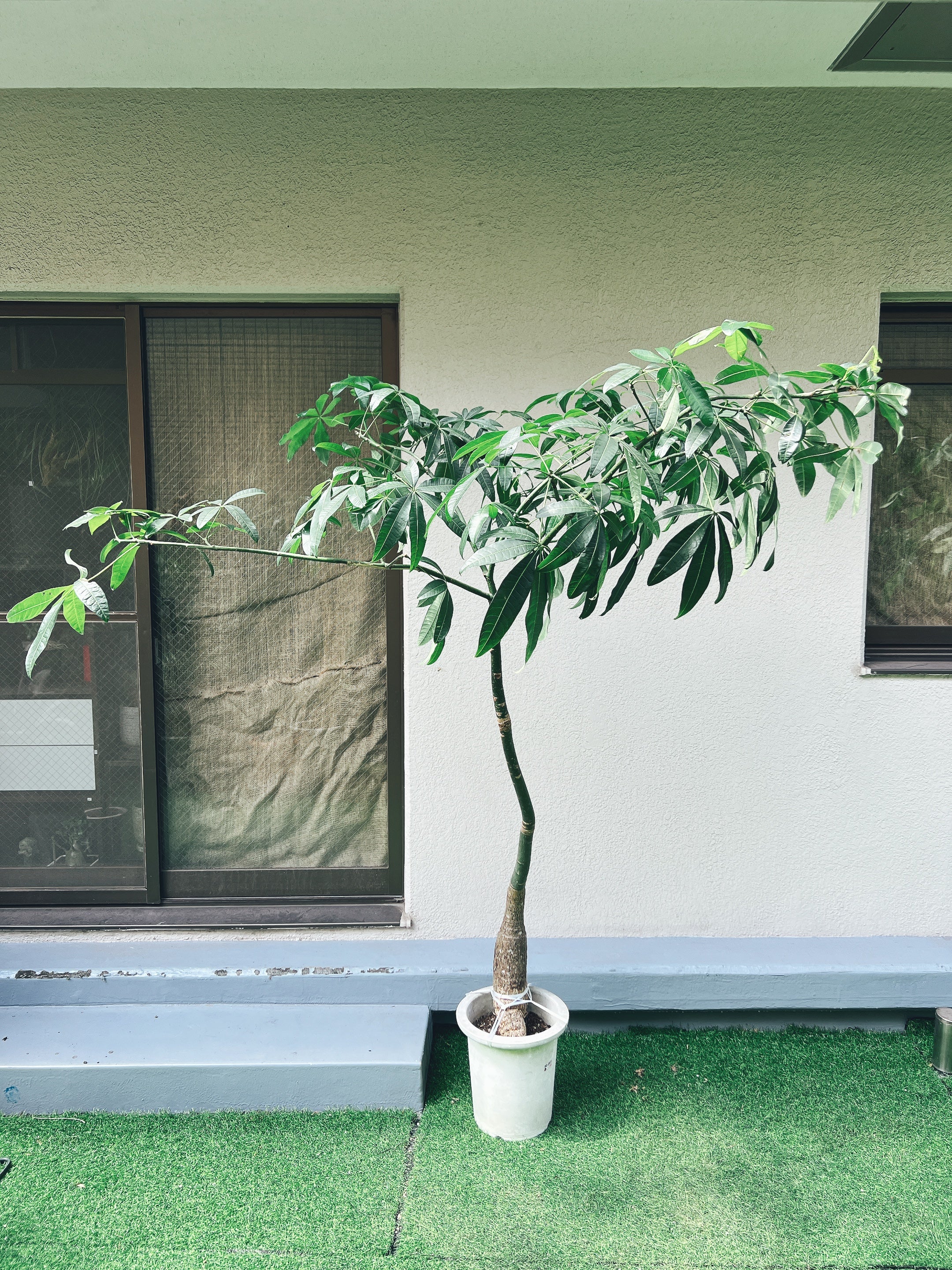 ブランド公式通販 霊樹パキラ 9号陶器鉢ごと発送 塊根植物 観葉植物