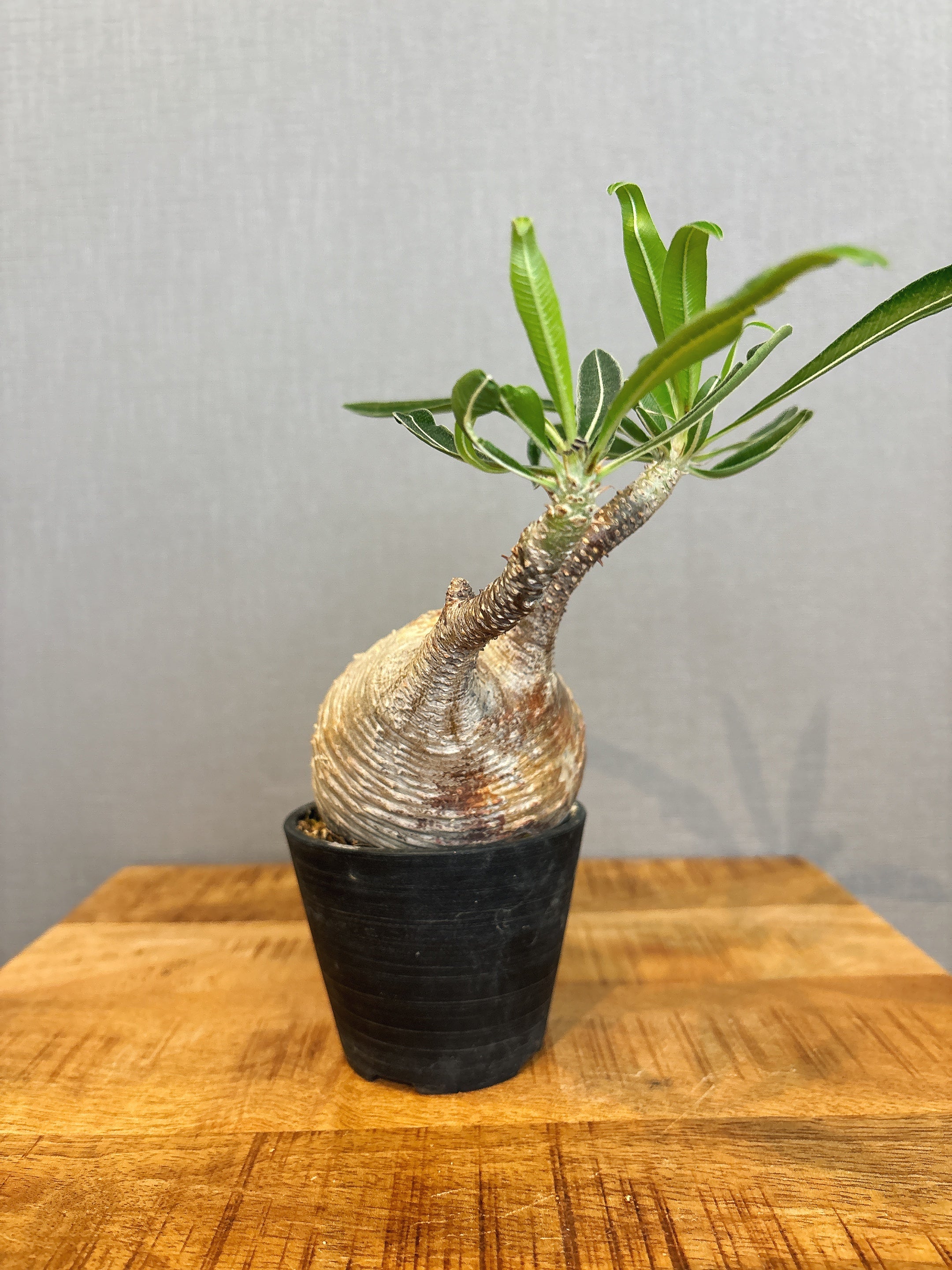 【東京都23区内の方のみ購入可】【送料無料】 パキポディウム グラキリス 3号鉢 A