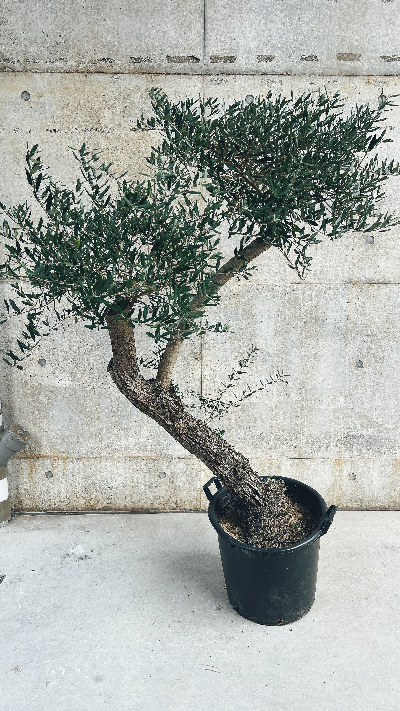 【東京都23区内の方のみ購入可】【送料無料】オリーブ17号鉢