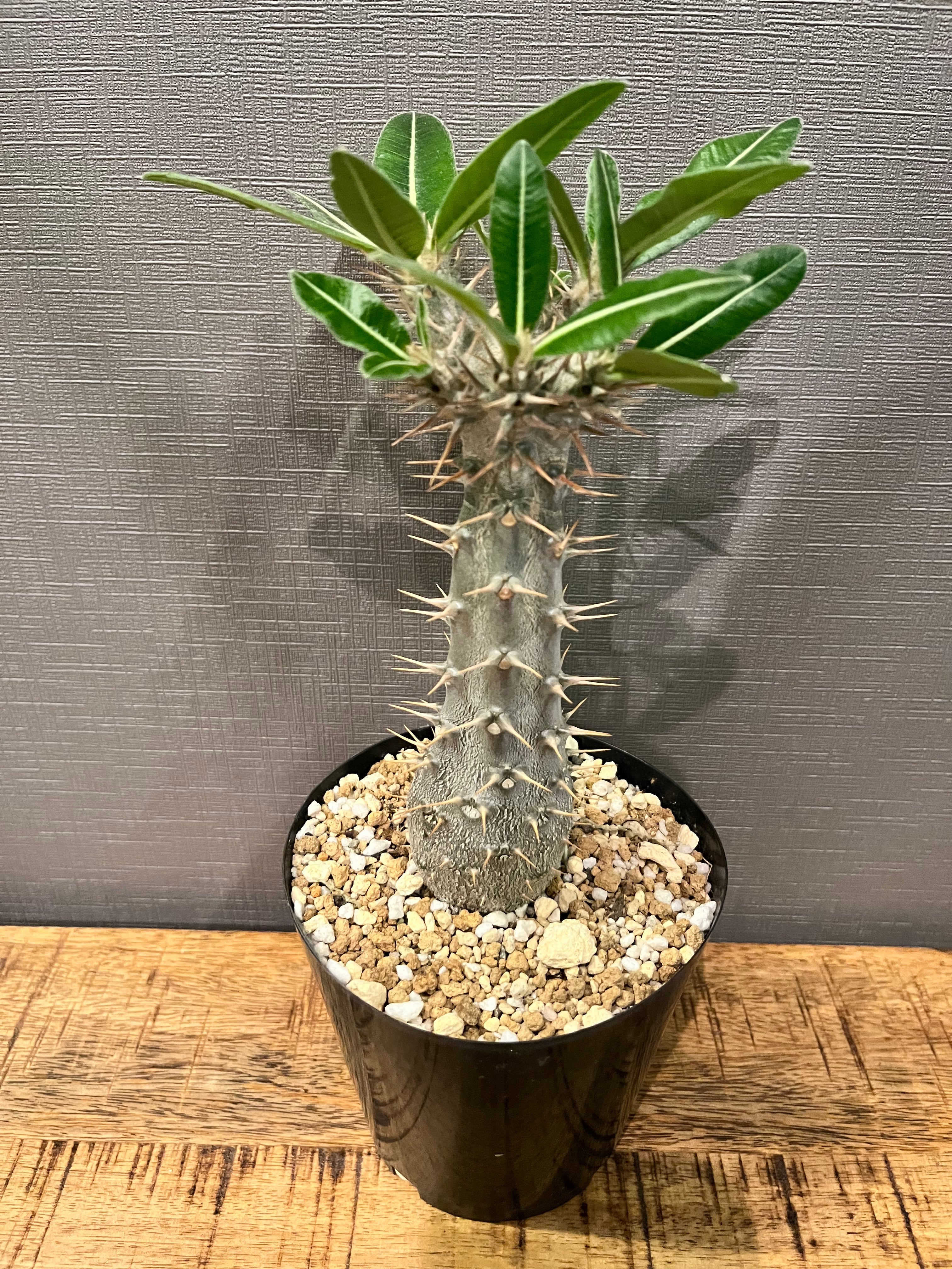 【送料無料】パキポディウムカクチペス4号