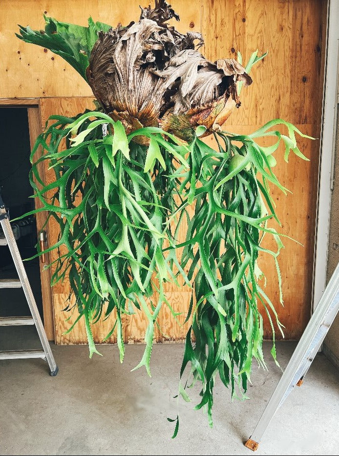 東京都23区内の方のみ購入可】【送料無料】 ビカクシダ ウィリンキー 