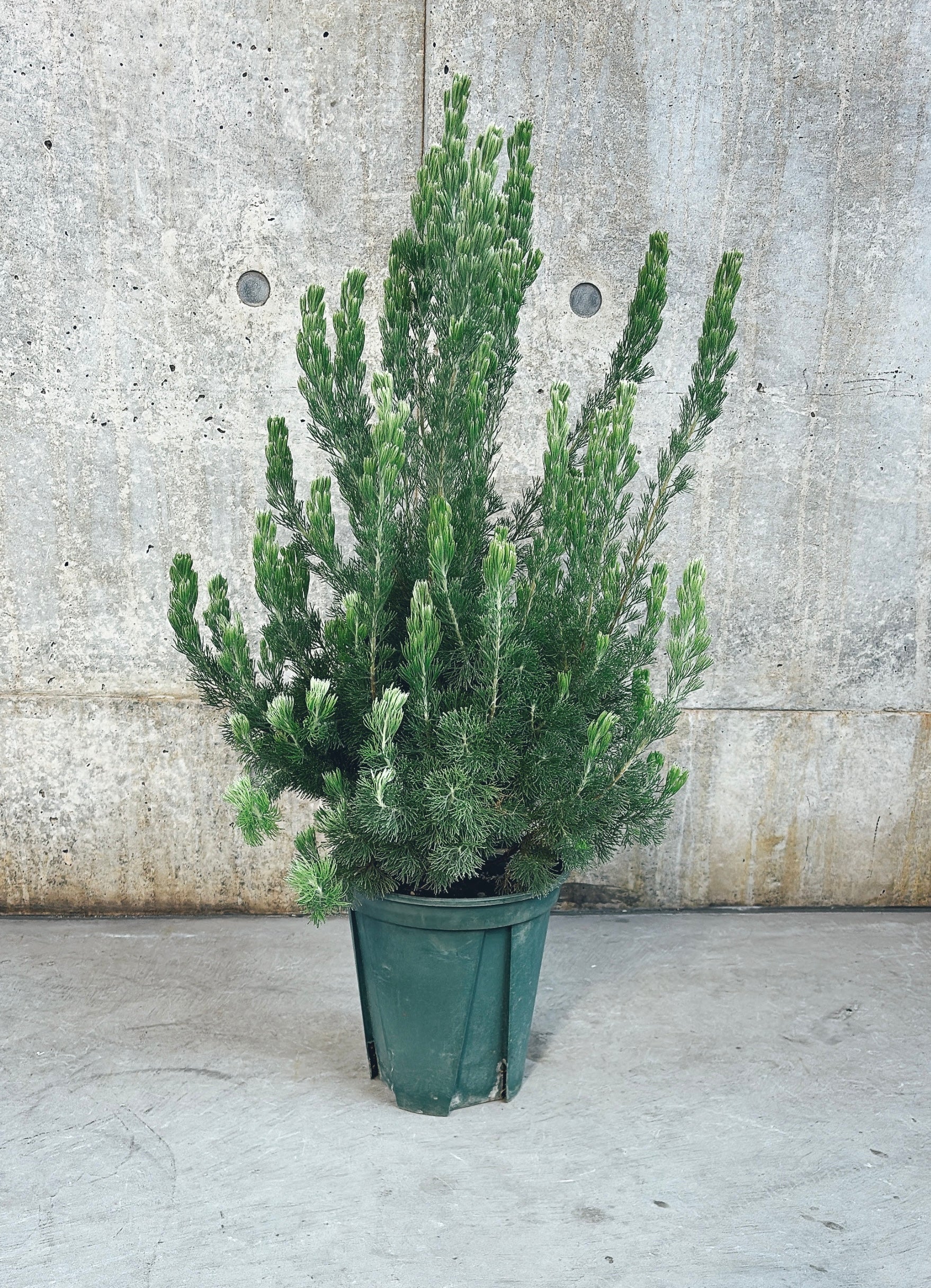 【東京都23区内の方のみ購入可】【送料無料】アデナンサス・ウーリーブッシュ 7号