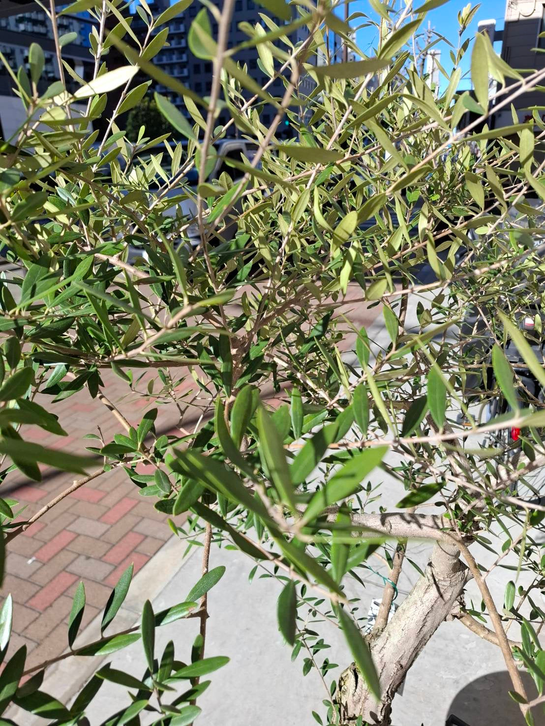 【東京都23区内の方のみ購入可】【送料無料】オリーブ ネバディブランコ 15号