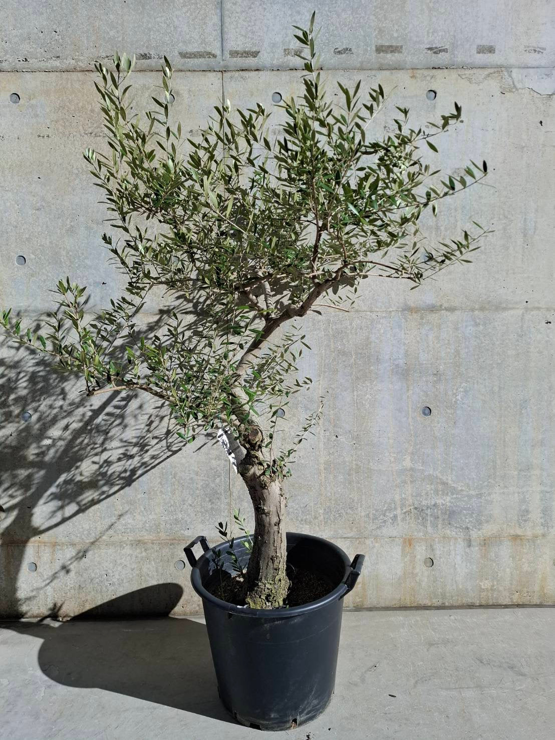 【東京都23区内の方のみ購入可】【送料無料】オリーブ ネバディブランコ 15号