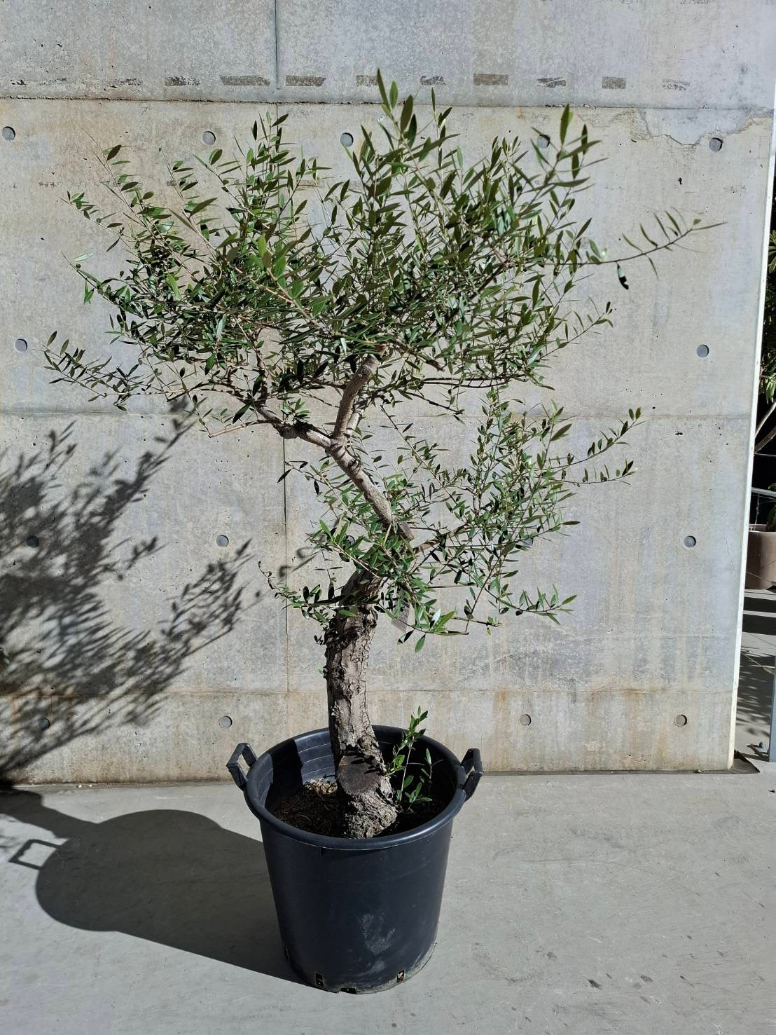 【東京都23区内の方のみ購入可】【送料無料】オリーブ ネバディブランコ 15号