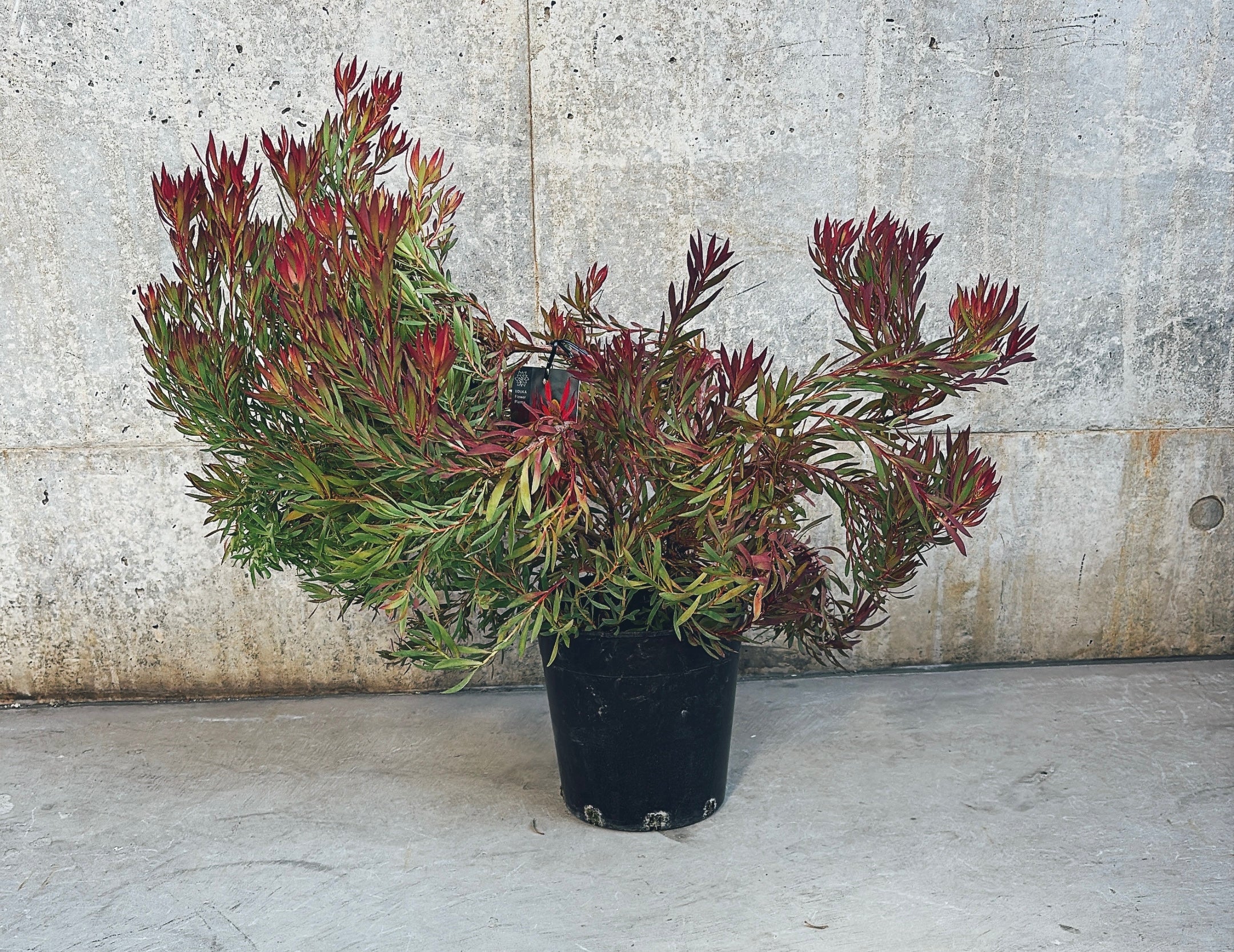 【東京都23区内の方のみ購入可】【送料無料】 リューカデンドロン 6号