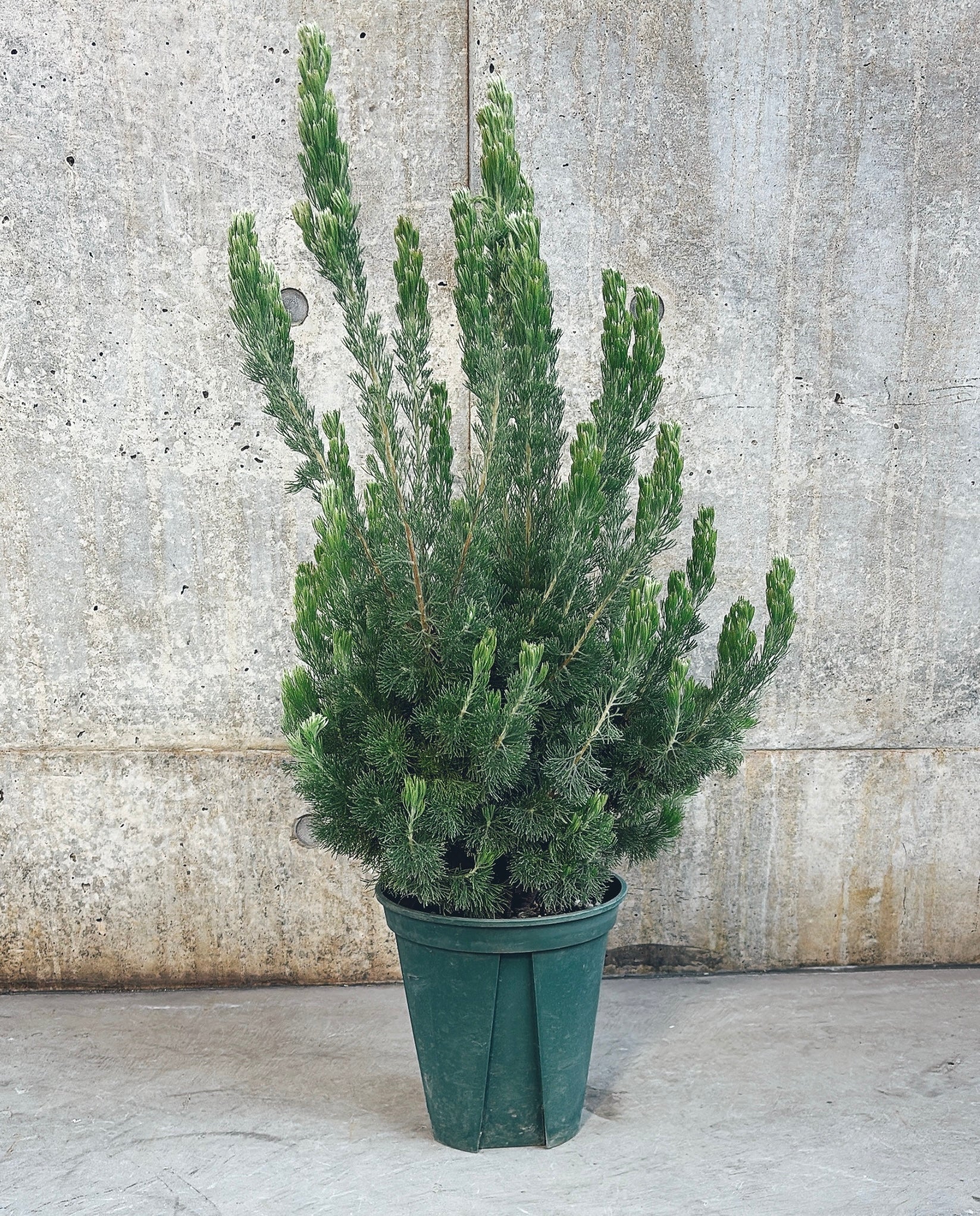 【東京都23区内の方のみ購入可】【送料無料】アデナンサス・ウーリーブッシュ 7号