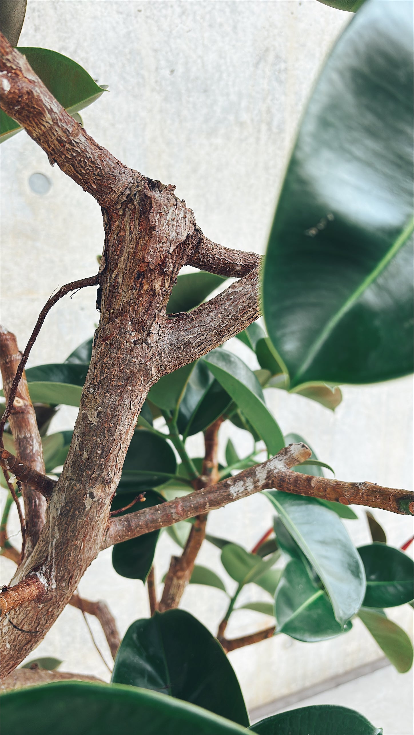 【東京都23区内の方のみ購入可】【送料無料】 フィカス エラスティカ ソフィア 10号鉢