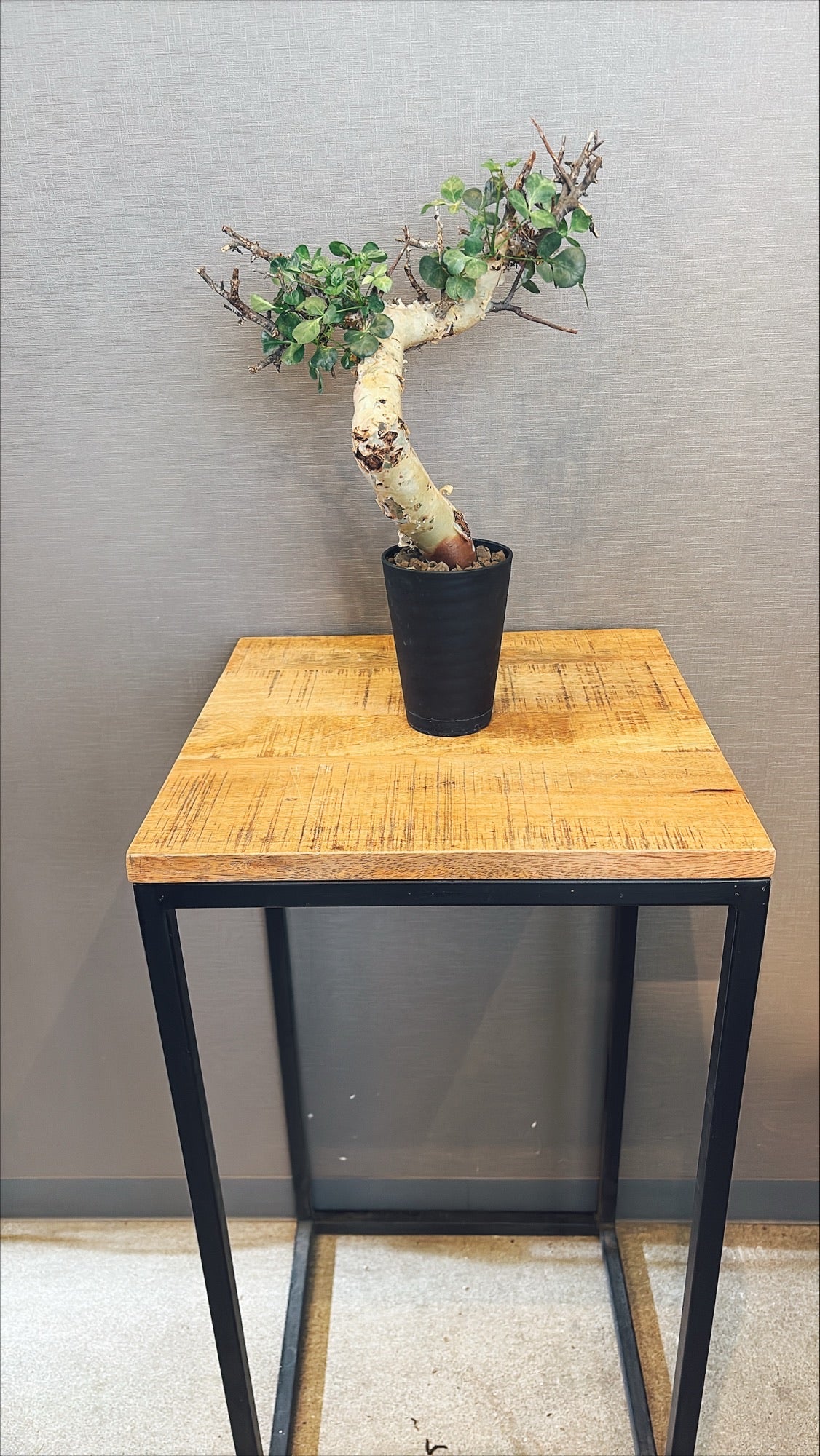 【東京都23区内の方のみ購入可】【送料無料】コミフォラ・カタフ 4号鉢