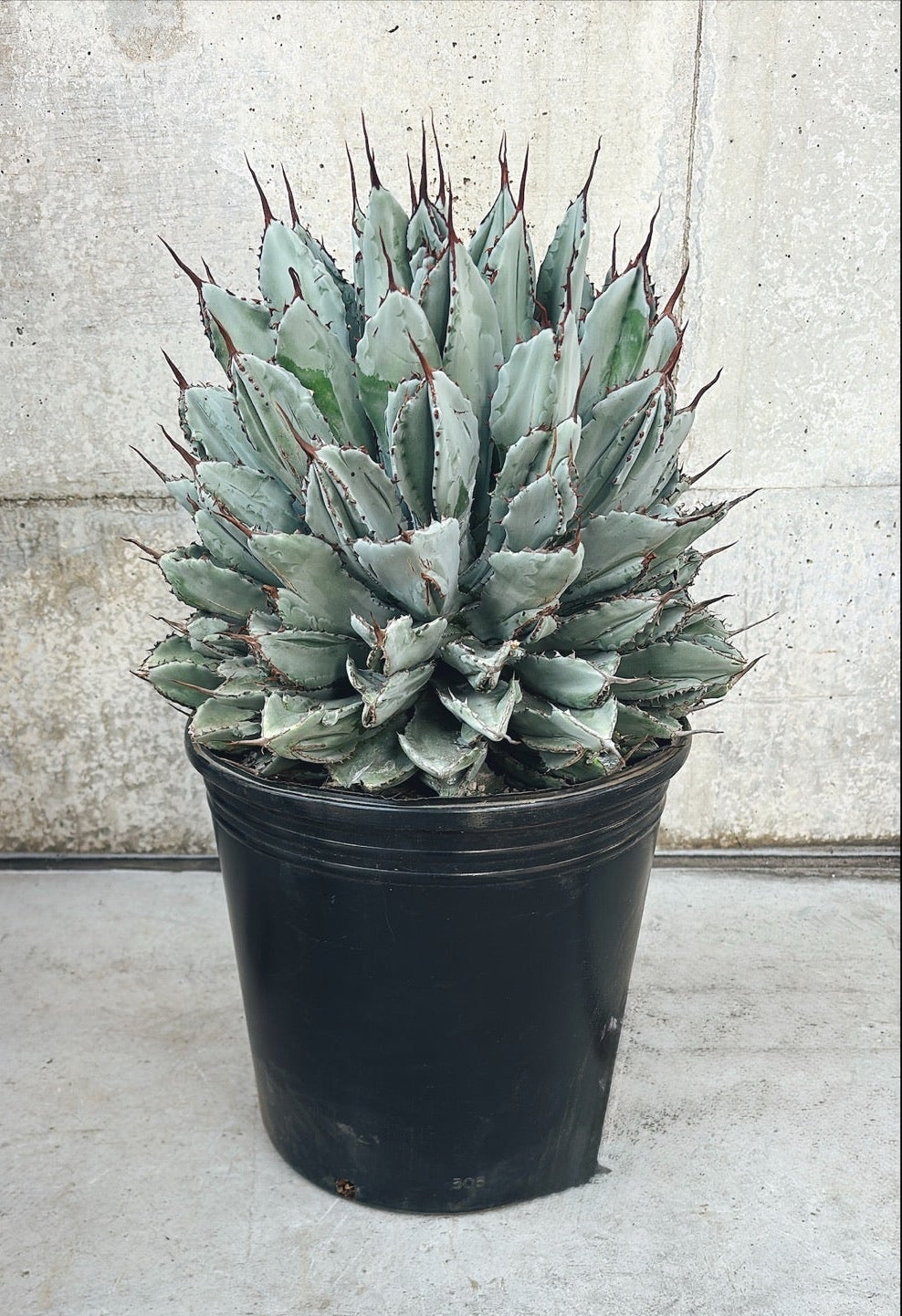 【東京都23区内の方のみ購入可】【送料無料】 アガベ・ポタトルム キュービック 10号