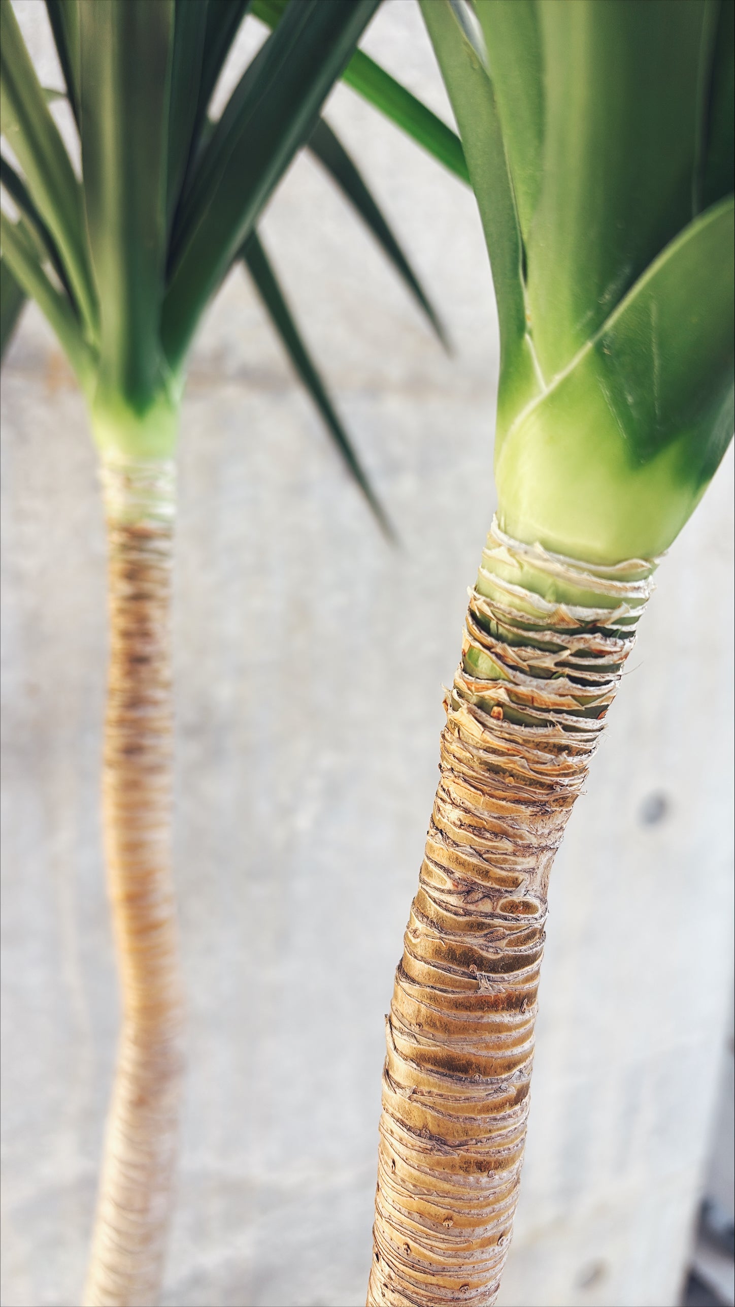 【東京都23区内の方のみ購入可】【送料無料】ドラセナ カンボジアーナ 10号