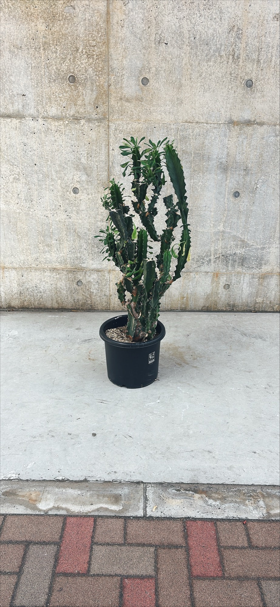 【東京都23区内の方のみ購入可】【送料無料】ユーフォルビア インゲンス 10号鉢