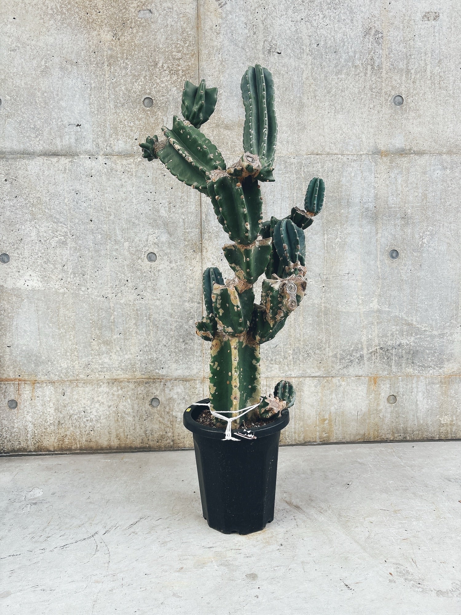 【東京都23区内の方のみ購入可】【送料無料】 サボテン キメンカク 10号