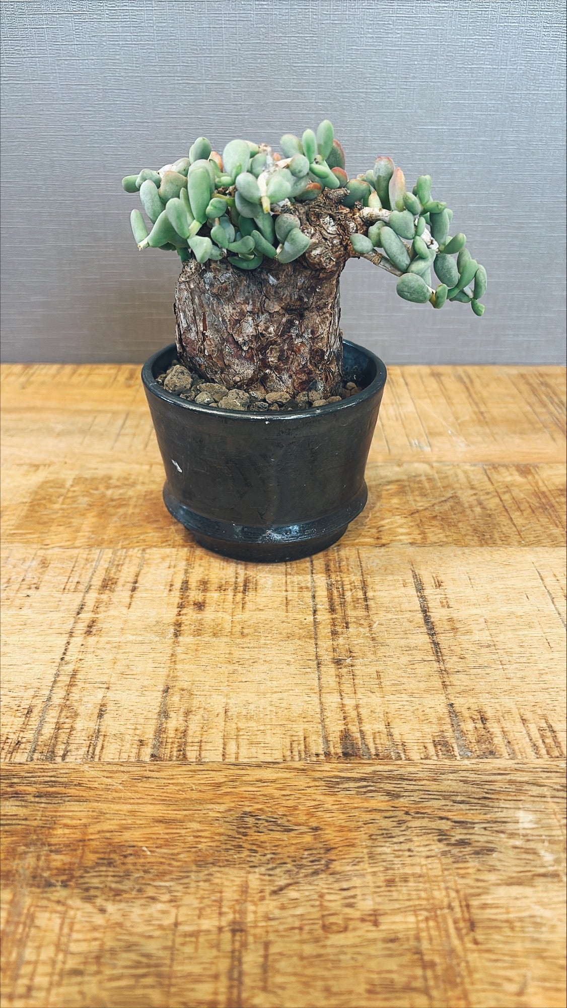 【東京都23区内の方のみ購入可】【送料無料】 ケラリア・ピグマエア 3号