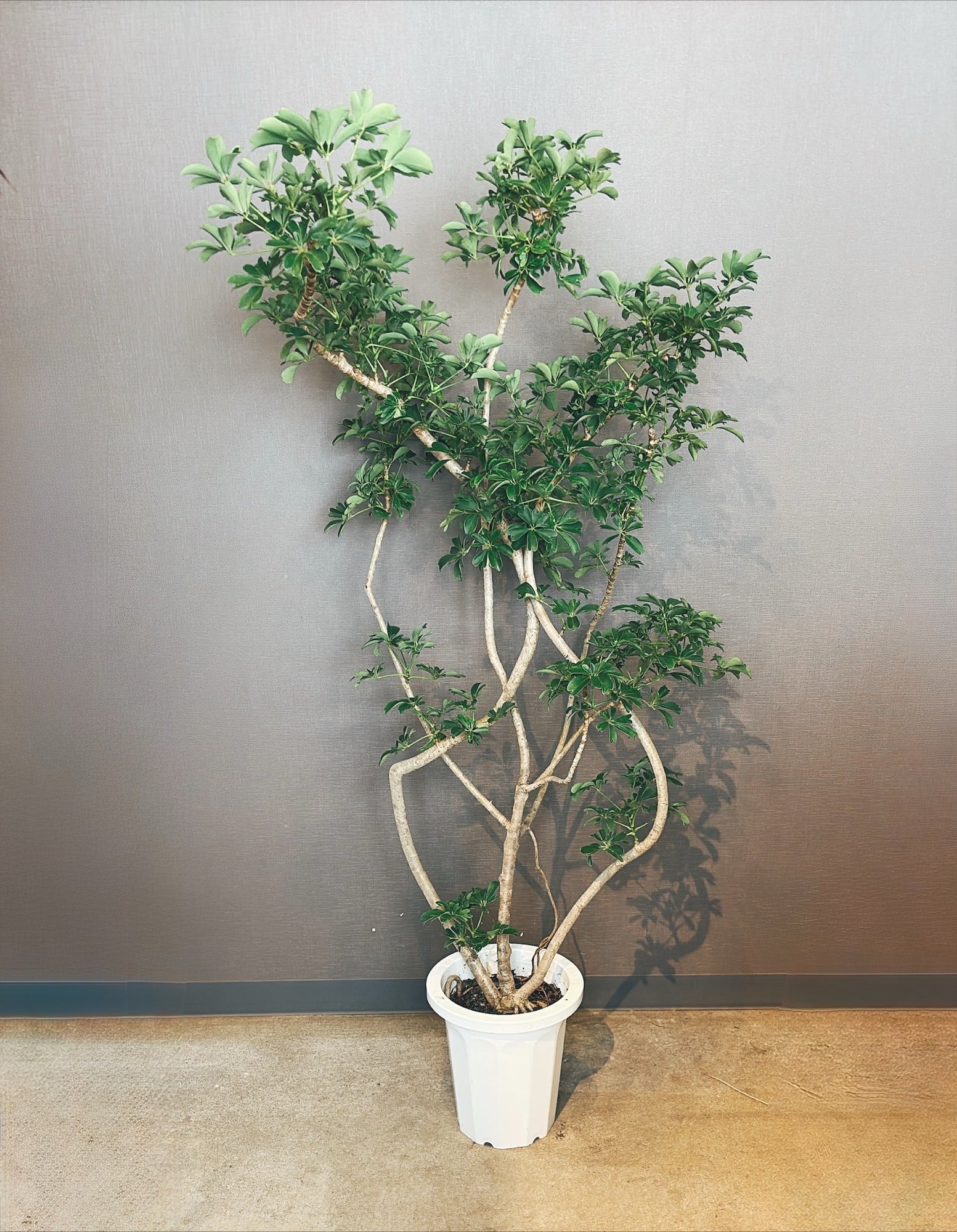 【東京都23区内の方のみ購入可】【送料無料】シェフレラ 10号鉢