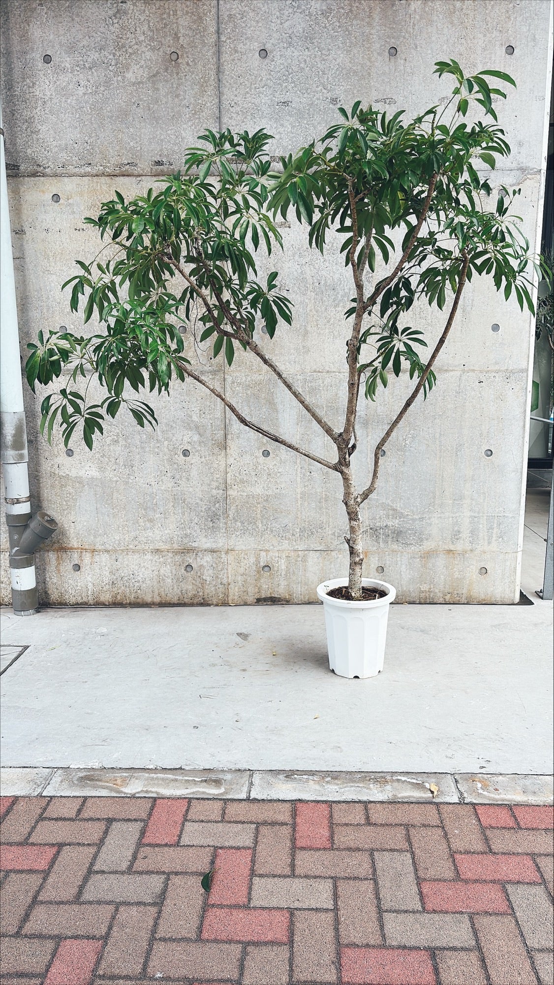 【東京都23区内の方のみ購入可】【送料無料】シェフレラ 10号C