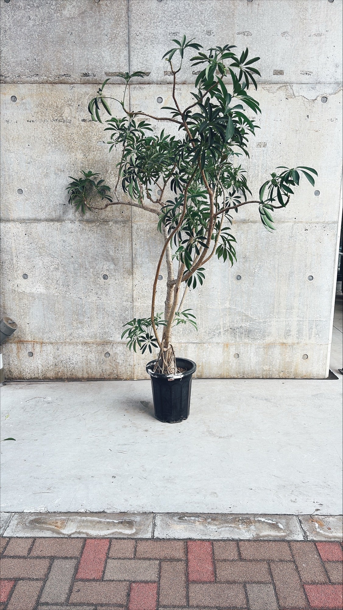 【東京都23区内の方のみ購入可】【送料無料】シェフレラ 10号D