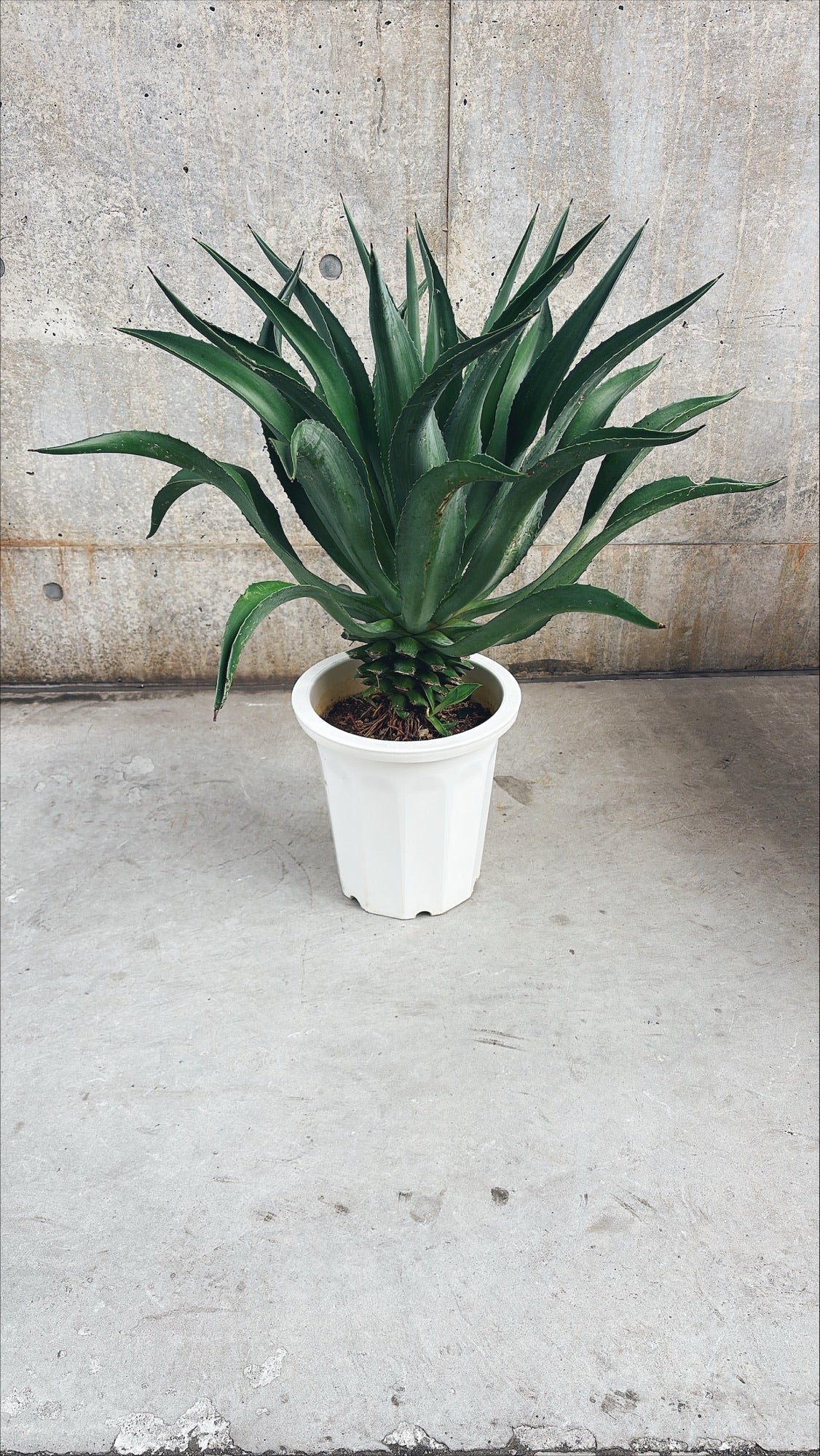 【東京都23区内の方のみ購入可】【送料無料】 アガベ C 10号