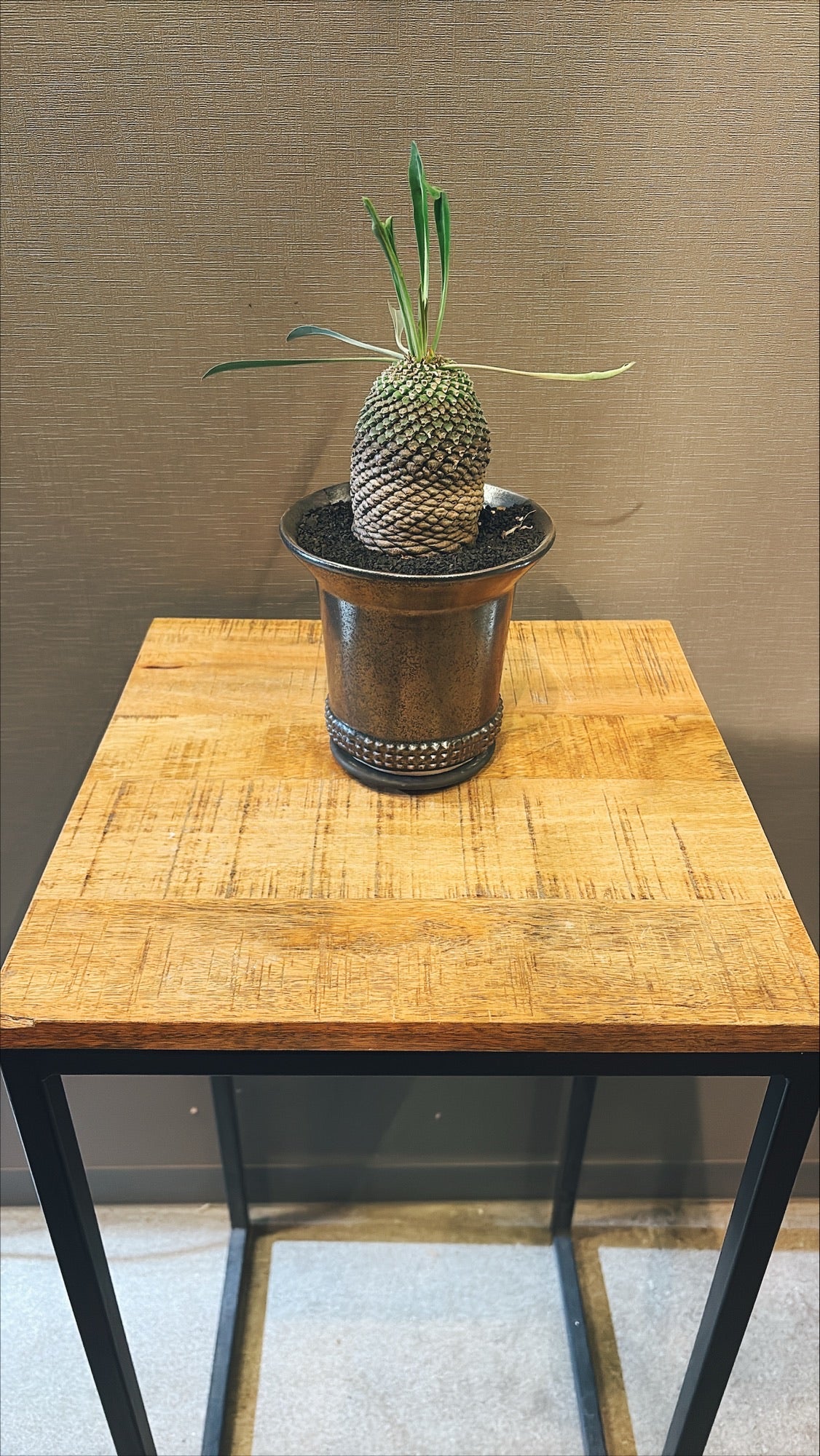 【東京都23区内の方のみ購入可】【送料無料】 ユーフォルビア 鉄甲丸 4号鉢