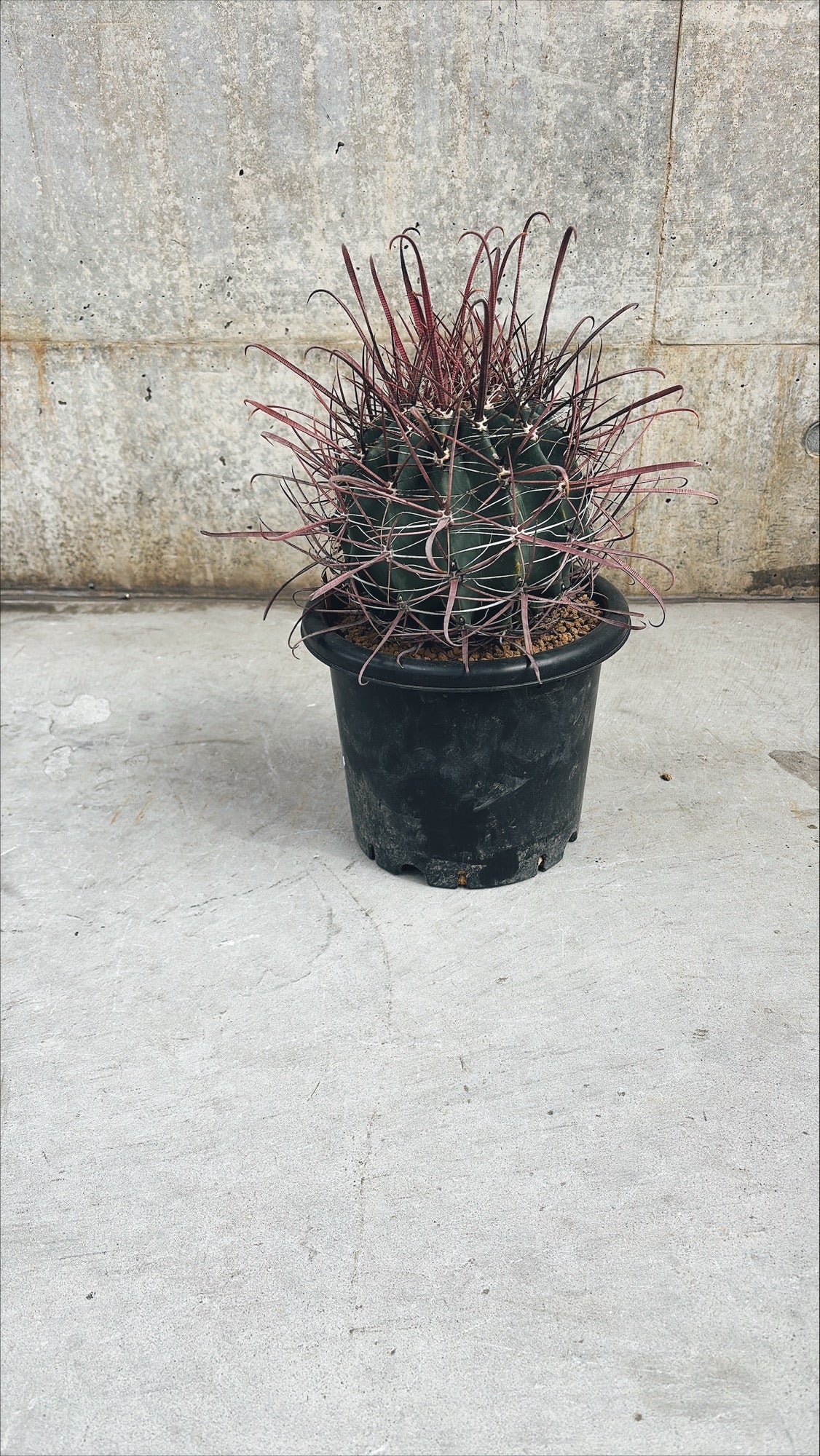 【東京都23区内の方のみ購入可】【送料無料】 サボテン 偉冠竜 9号