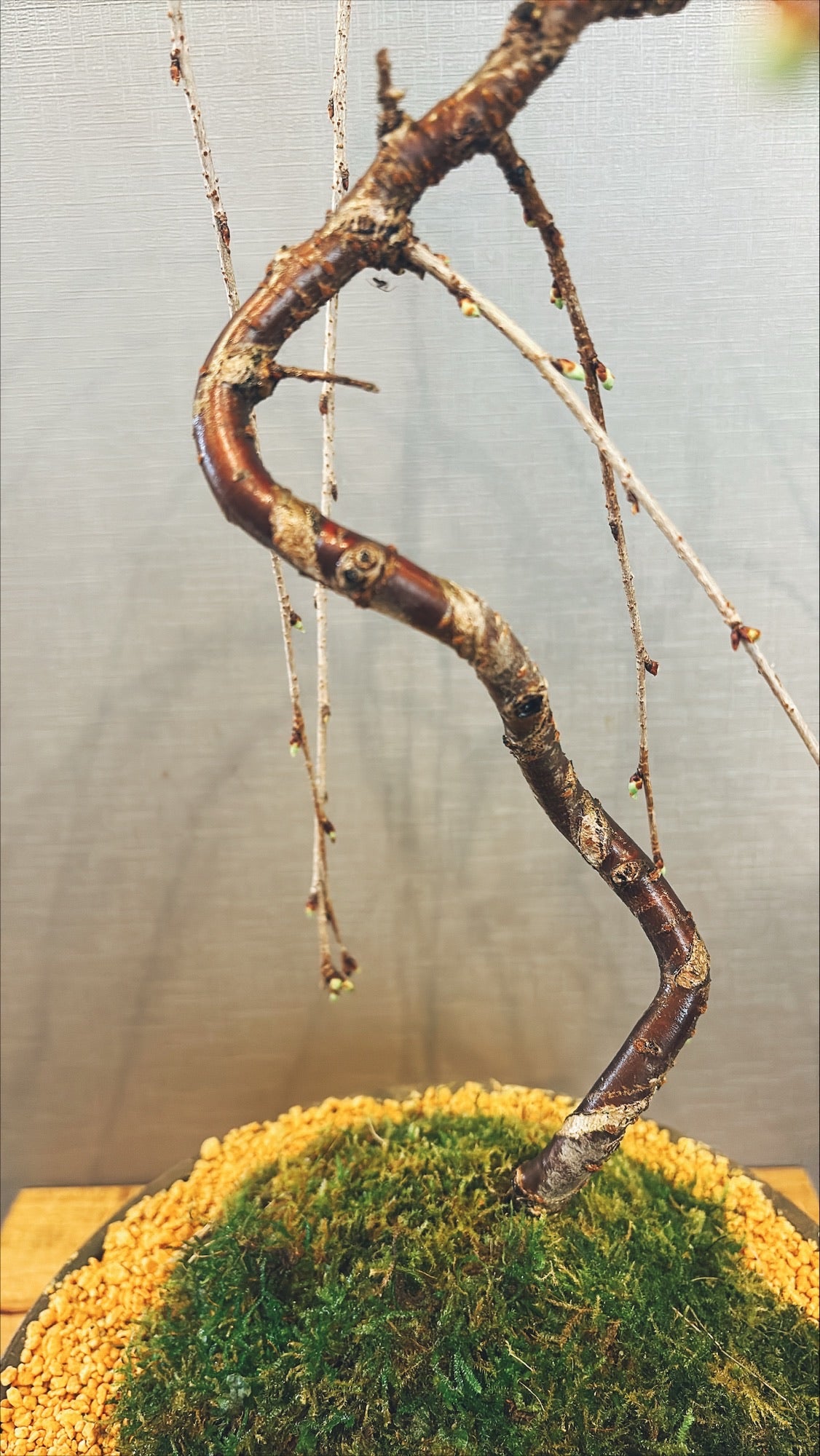 【東京都23区内の方のみ購入可】【送料無料】富士しだれ桜 10号