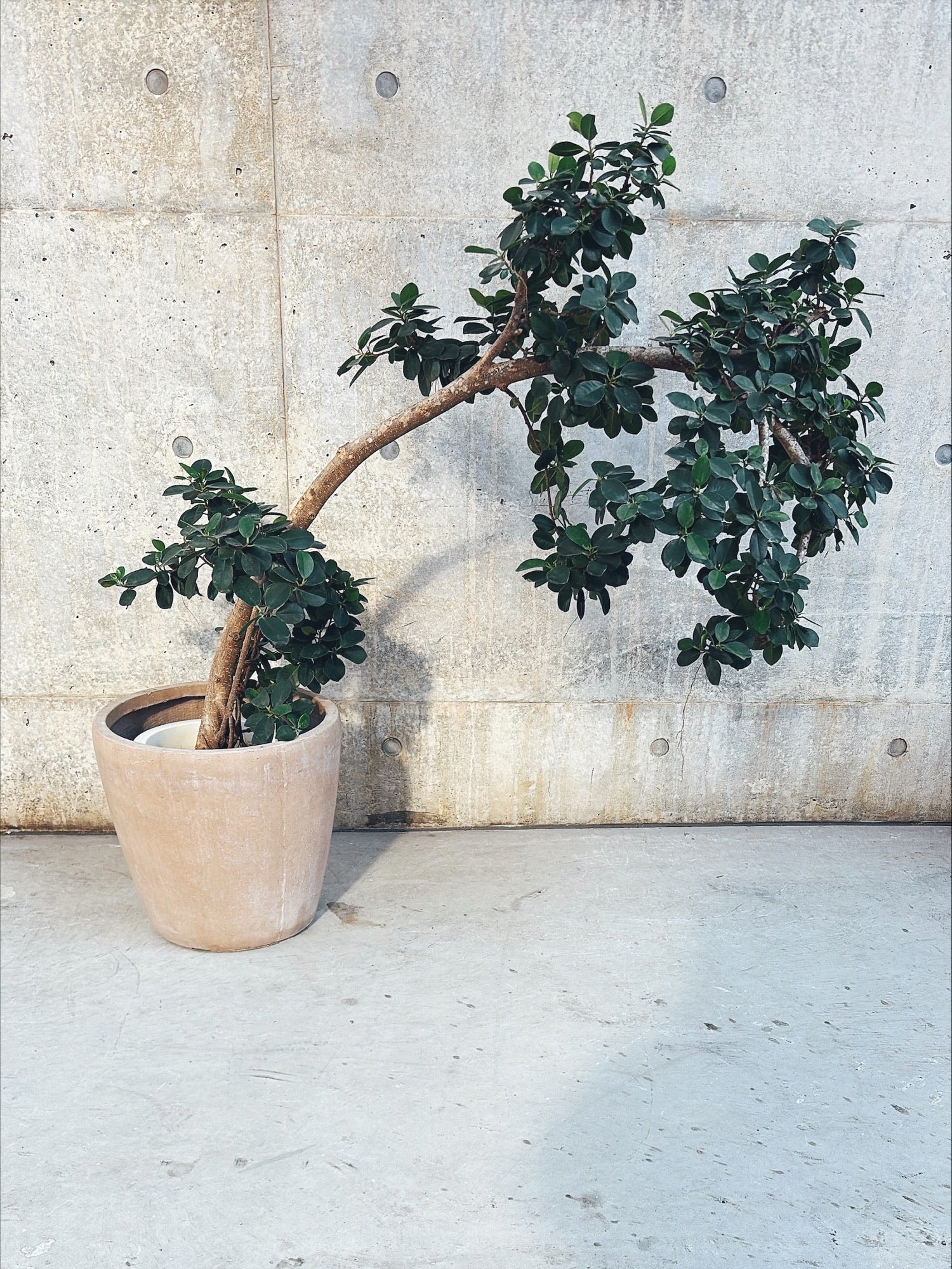 【東京都23区内の方のみ購入可】【送料無料】 パンダガジュマル (曲がり) 10号