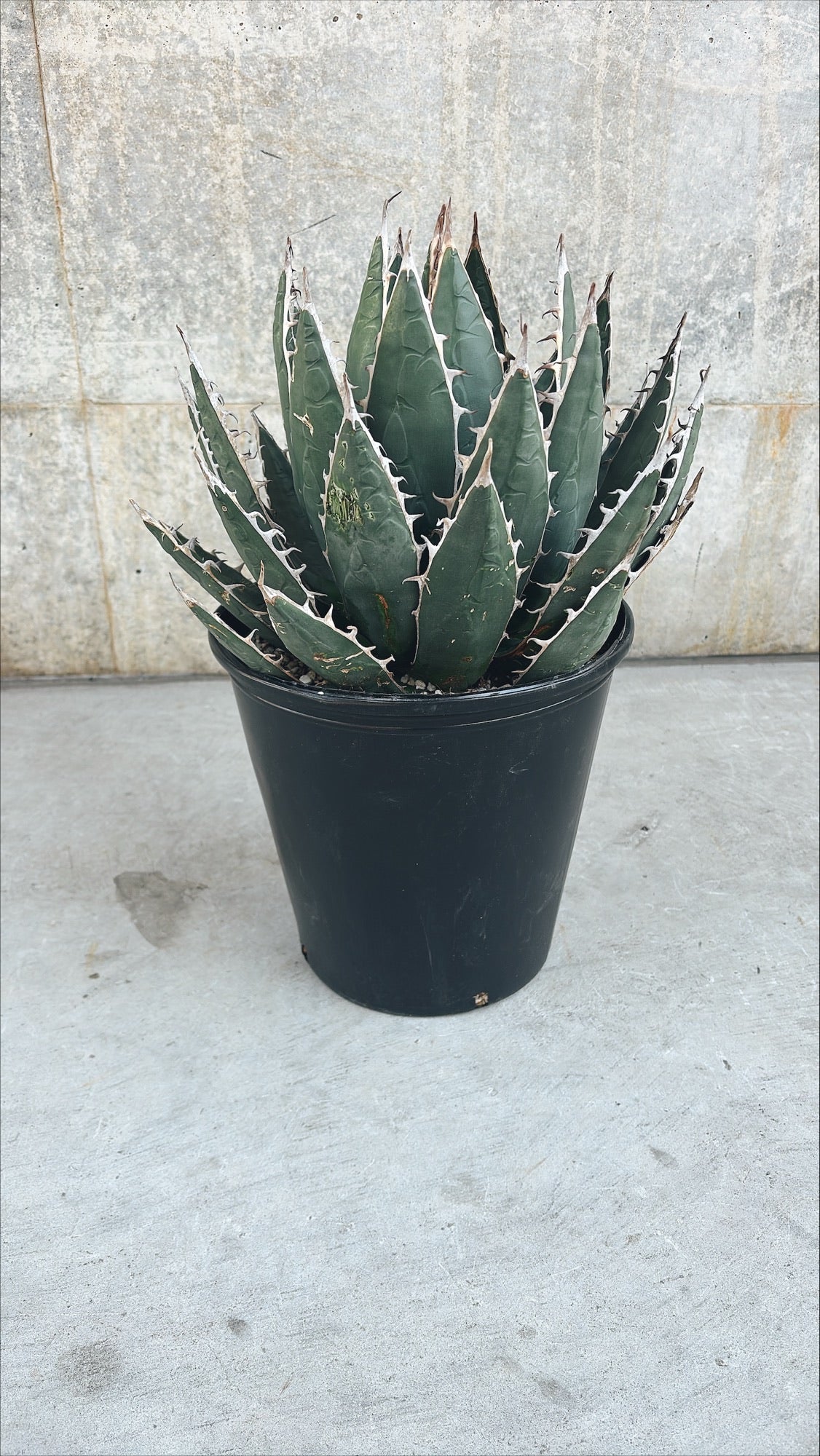 【東京都23区内の方のみ購入可】【送料無料】 アガベ・ペテロテンシス ホリダ 8号