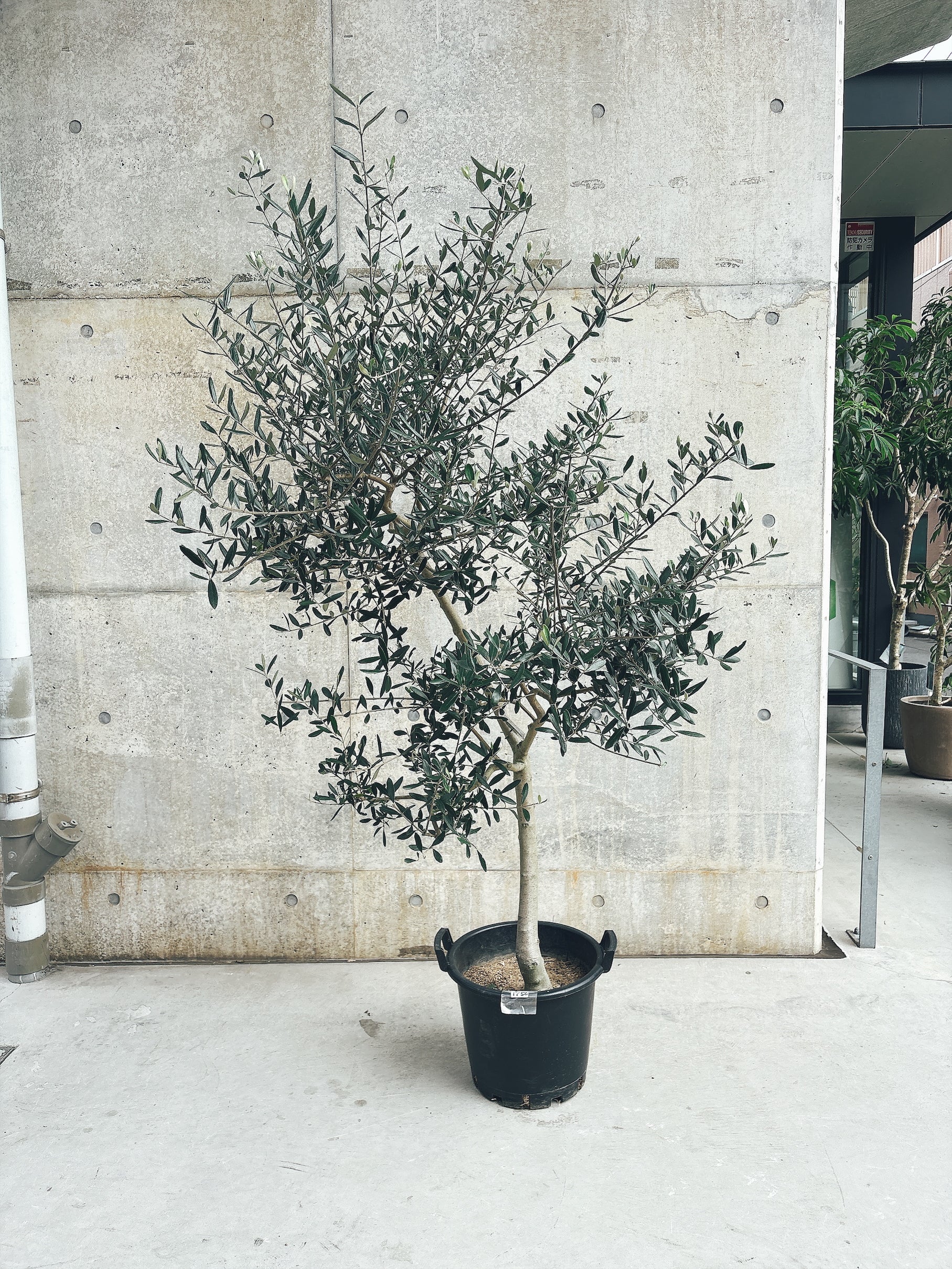 【東京都23区内の方のみ購入可】 【送料無料】オリーブ ルッカ 10号鉢