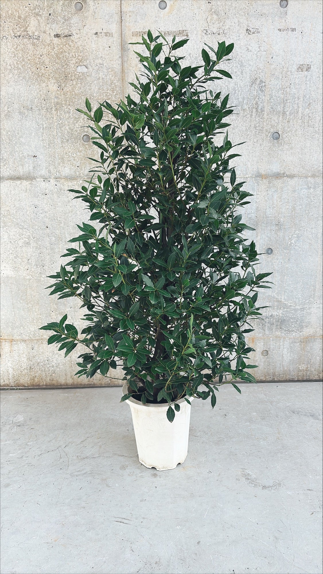 【東京都23区内の方のみ購入可】【送料無料】 月桂樹 (ゲッケイジュ) 10号