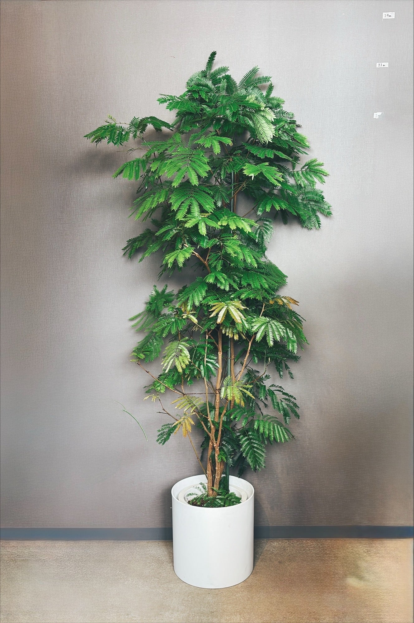 【東京都23区内の方のみ購入可】【送料無料】エバーフレッシュ 10号