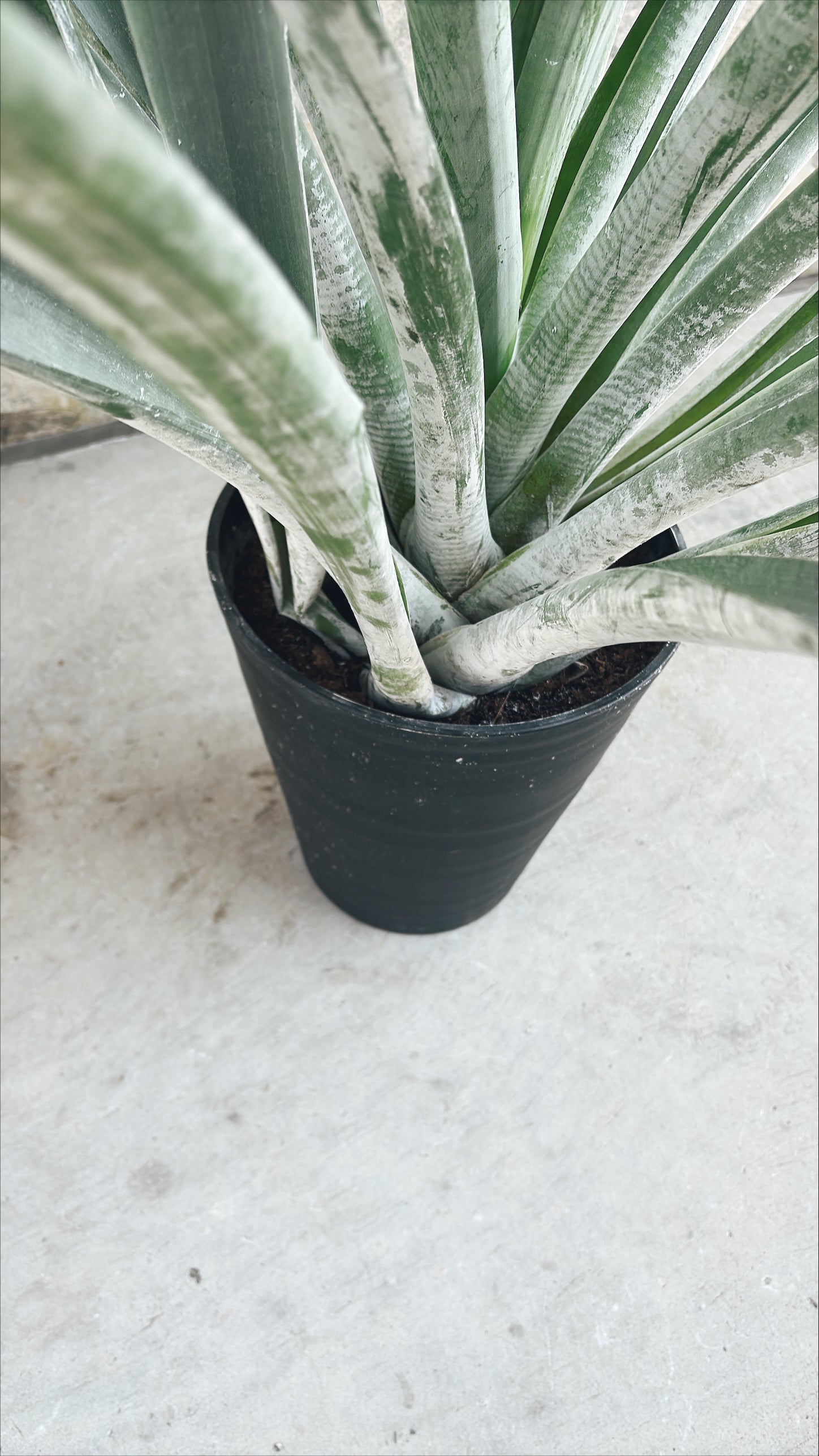 【東京都23区内の方のみ購入可】【送料無料】アルカンタレア オドラータ 9号