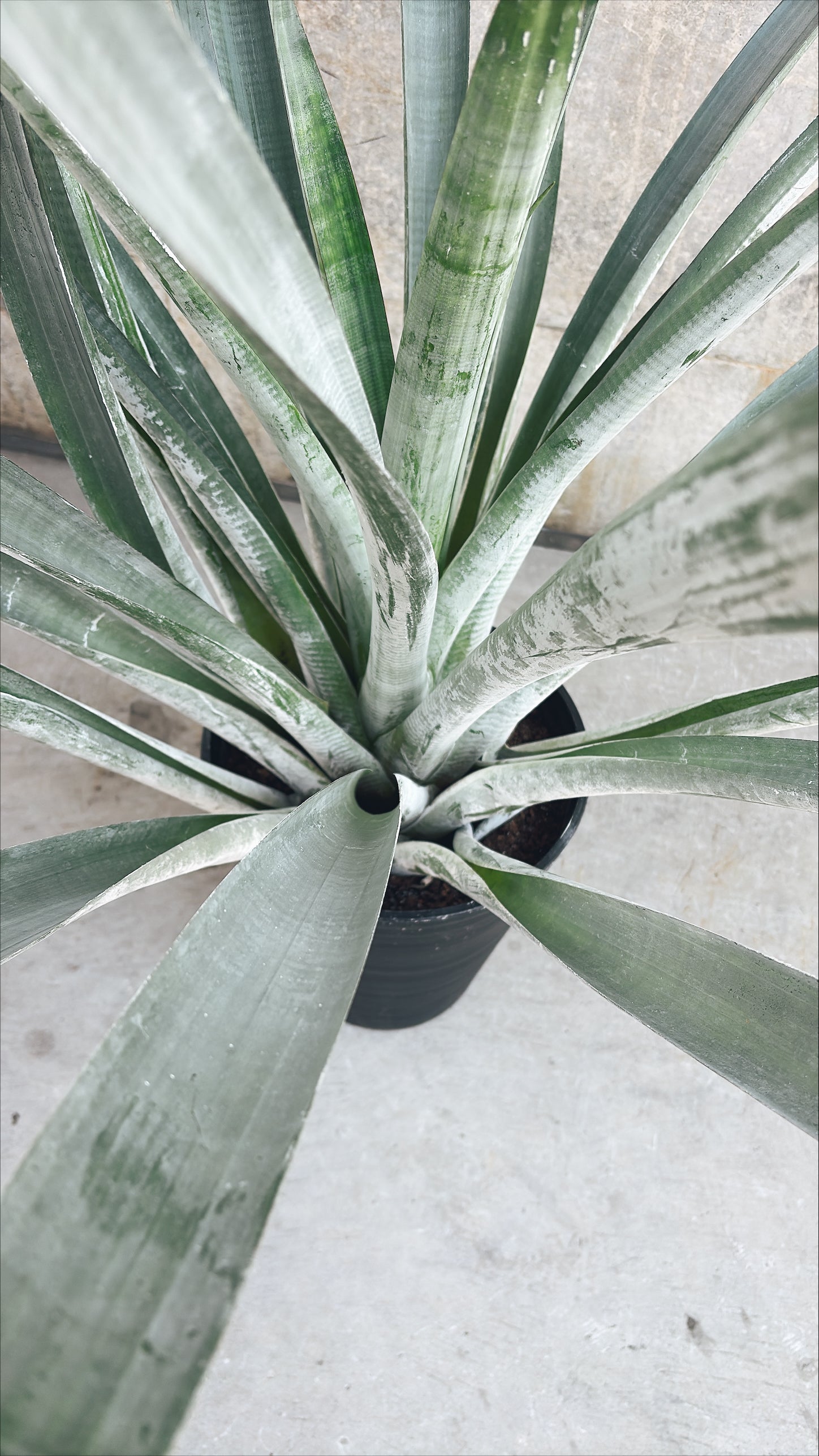 【東京都23区内の方のみ購入可】【送料無料】アルカンタレア オドラータ 9号