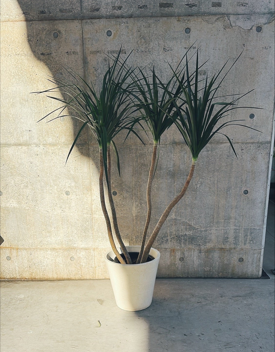 【東京都23区内の方のみ購入可】【送料無料】ドラセナ カンボジアーナ 10号