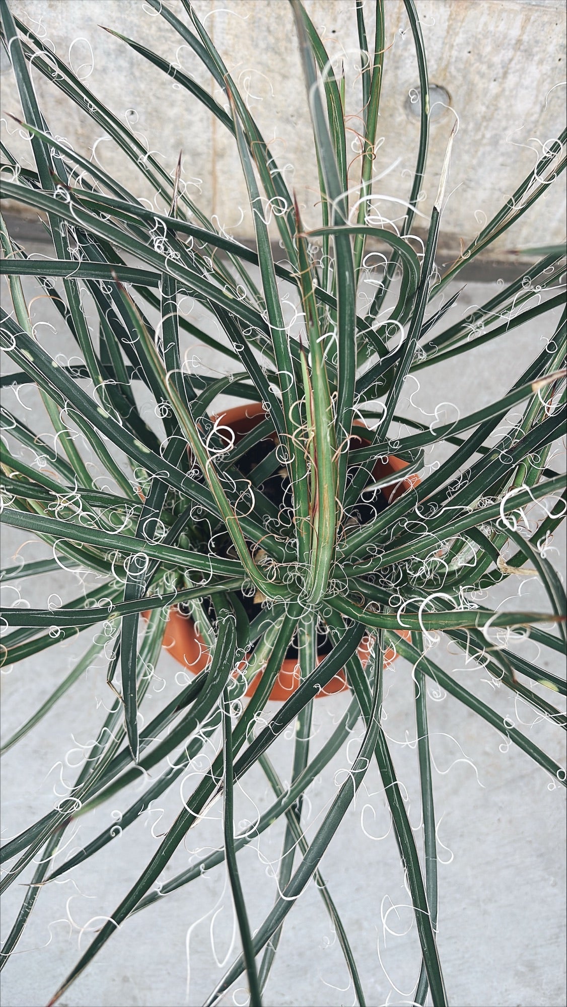 【東京都23区内の方のみ購入可】【送料無料】 アガベ・ゲミニフローラ 7号