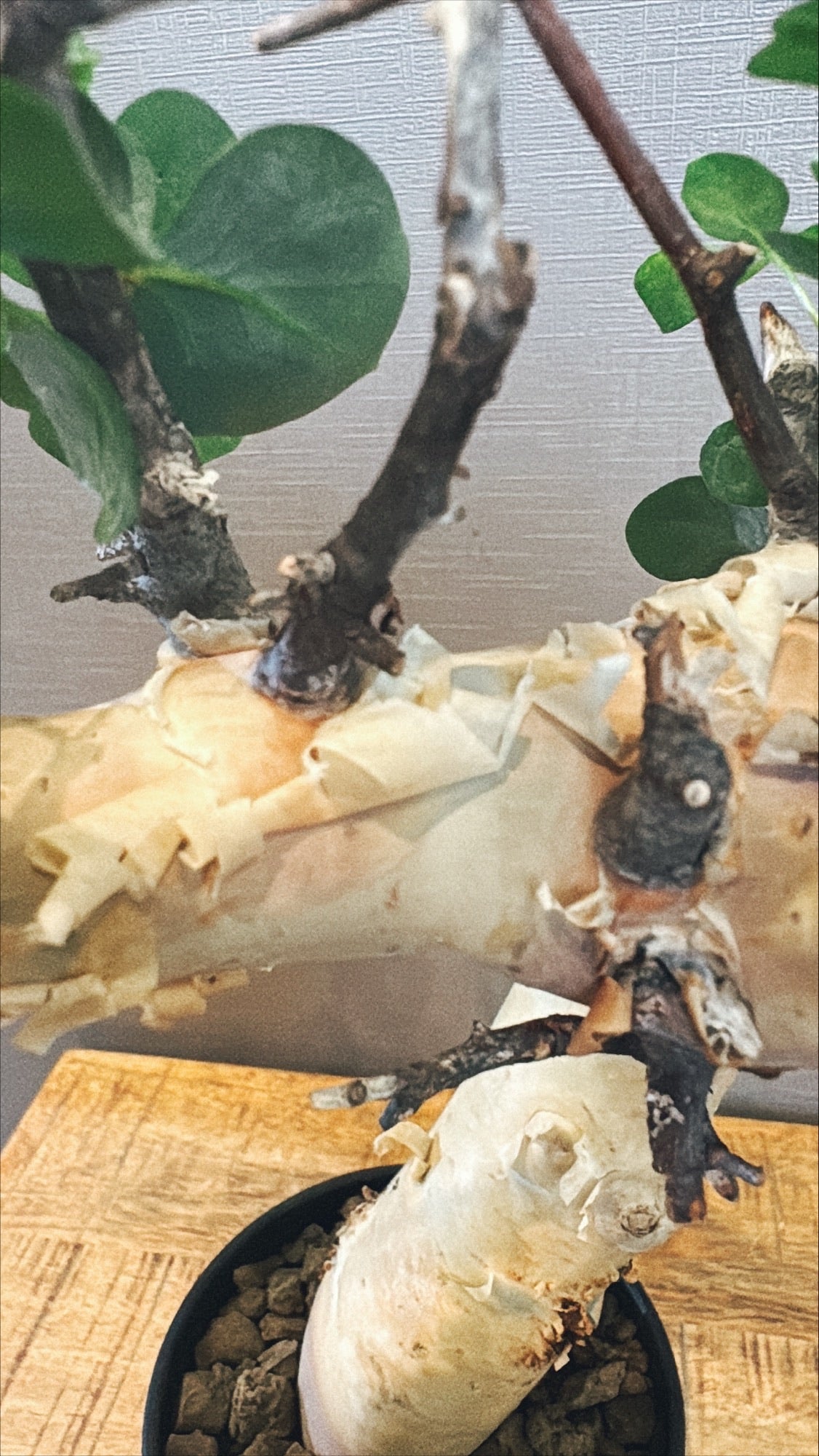 【東京都23区内の方のみ購入可】【送料無料】コミフォラ・カタフ 4号鉢