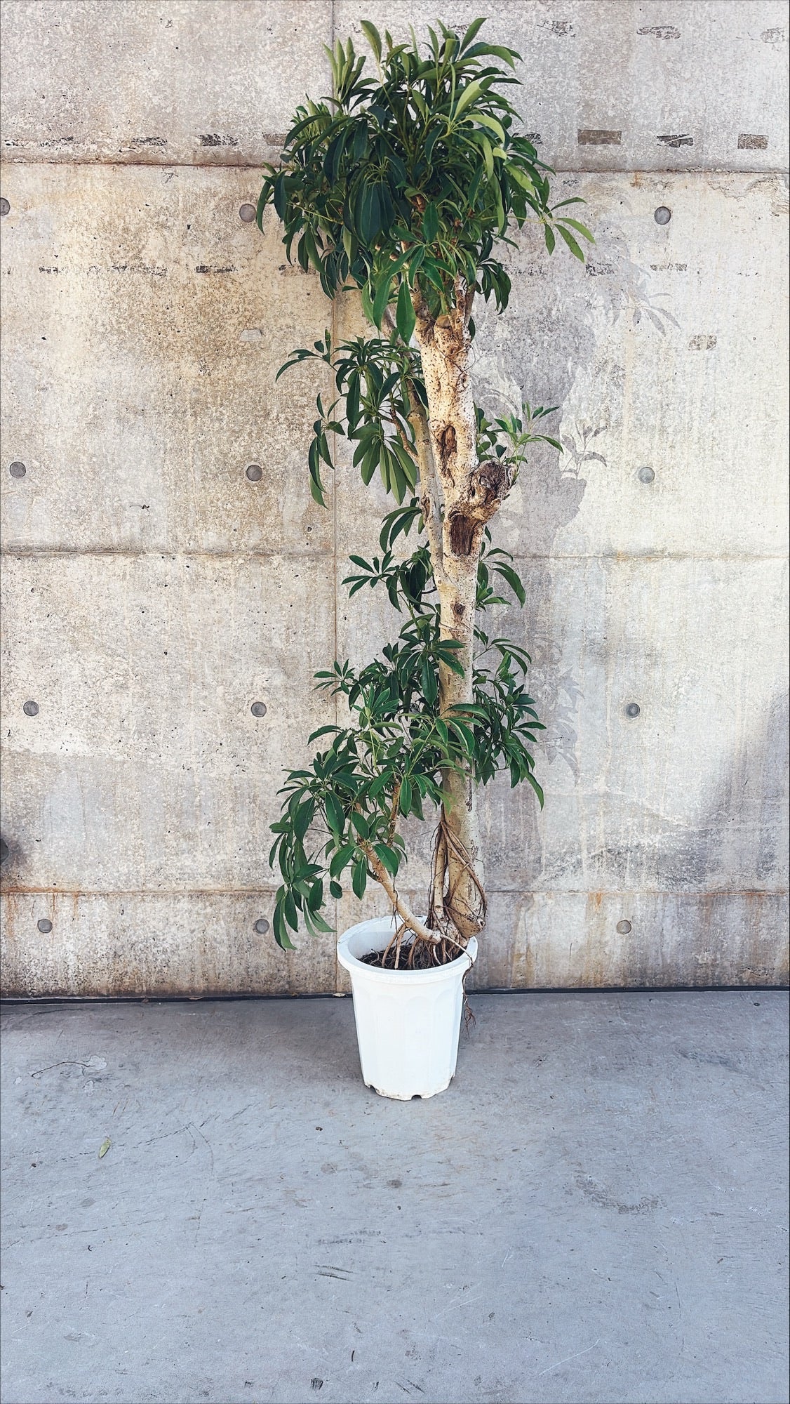 【東京都23区内の方のみ購入可】【送料無料】シェフレラ 10号I