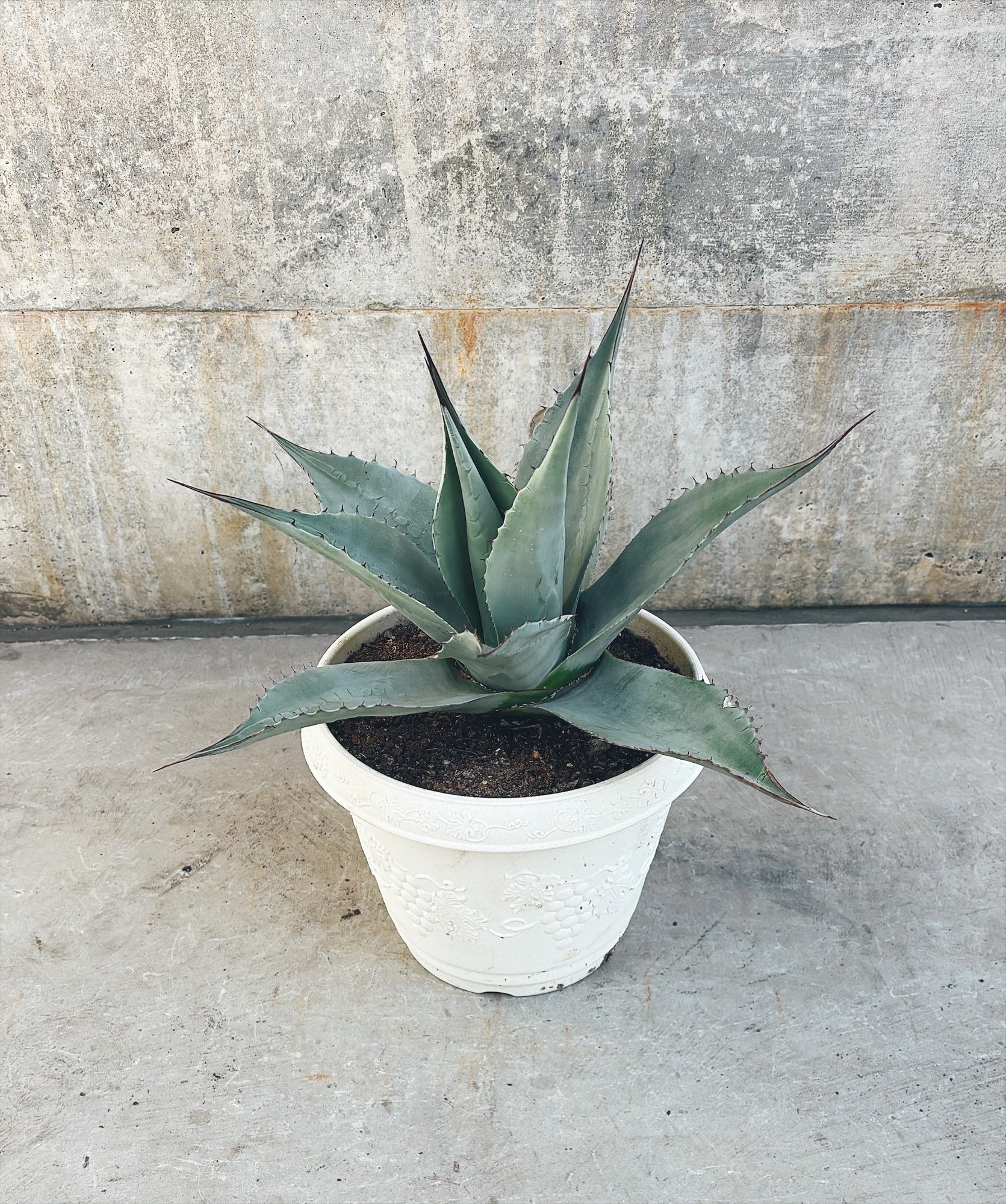 【東京都23区内の方のみ購入可】【送料無料】