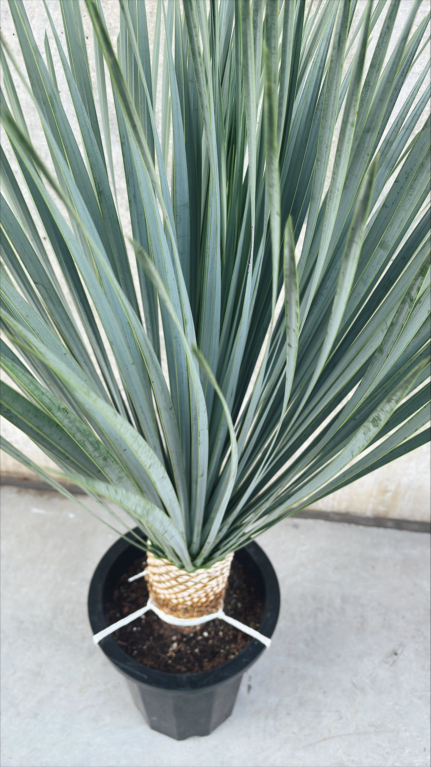 【東京都23区内の方のみ購入可】【送料無料】ユッカ・ロストラータB 10号