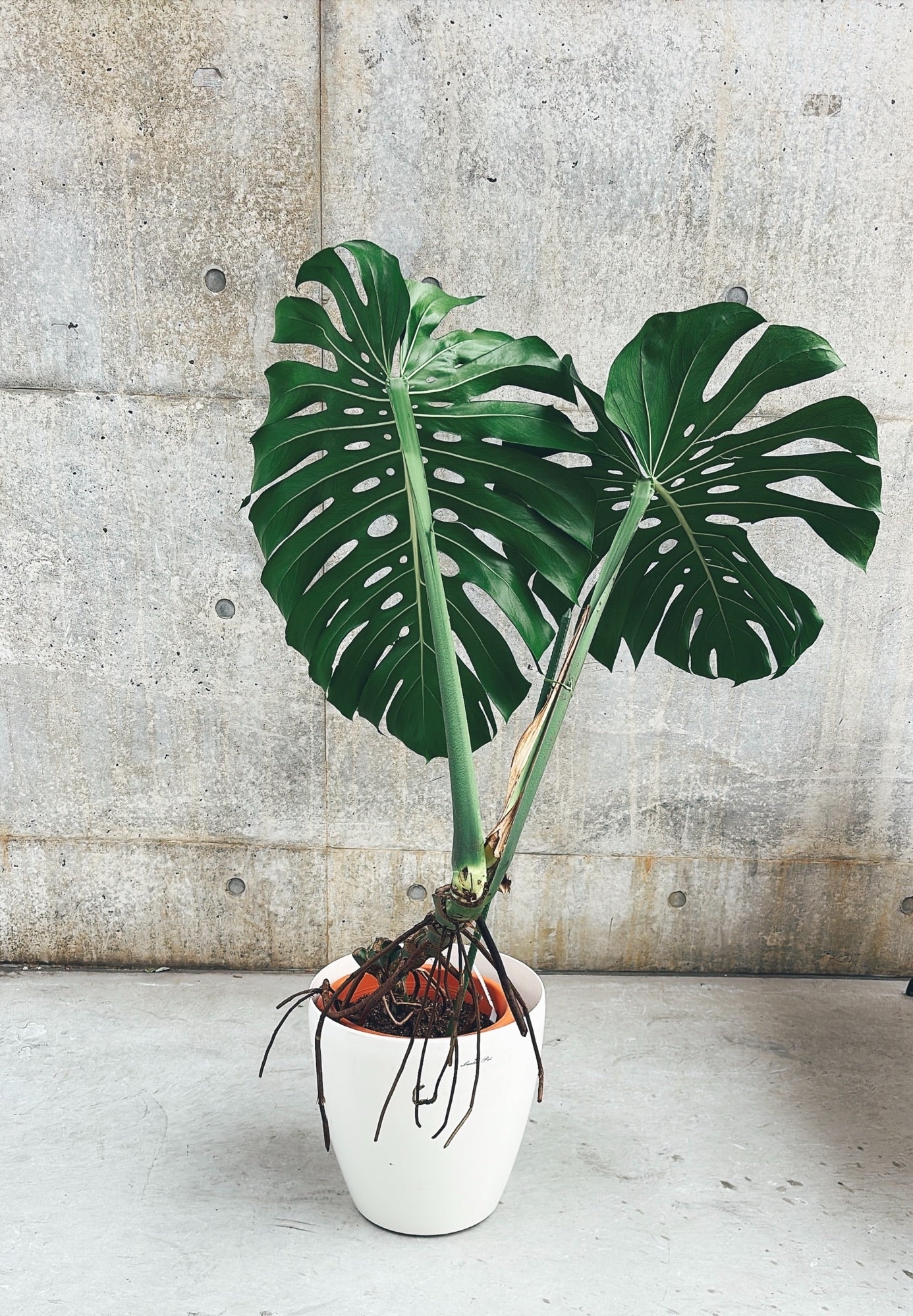 【東京都23区内の方のみ購入可】【送料無料】モンステラ デリシオーサ 10号