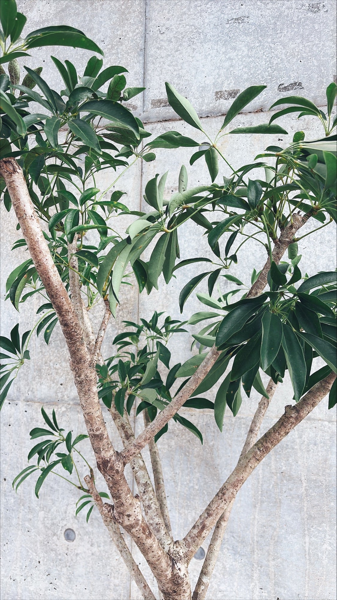 【東京都23区内の方のみ購入可】【送料無料】 シェフレラ10号 K